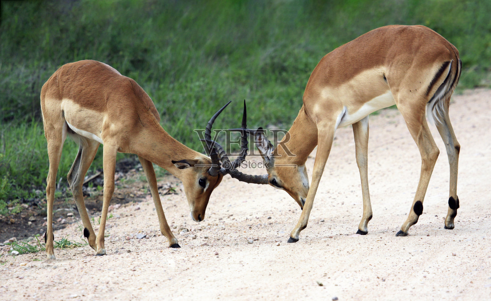 年轻的雄性野生黑斑羚试着用手抵角。照片摄影图片