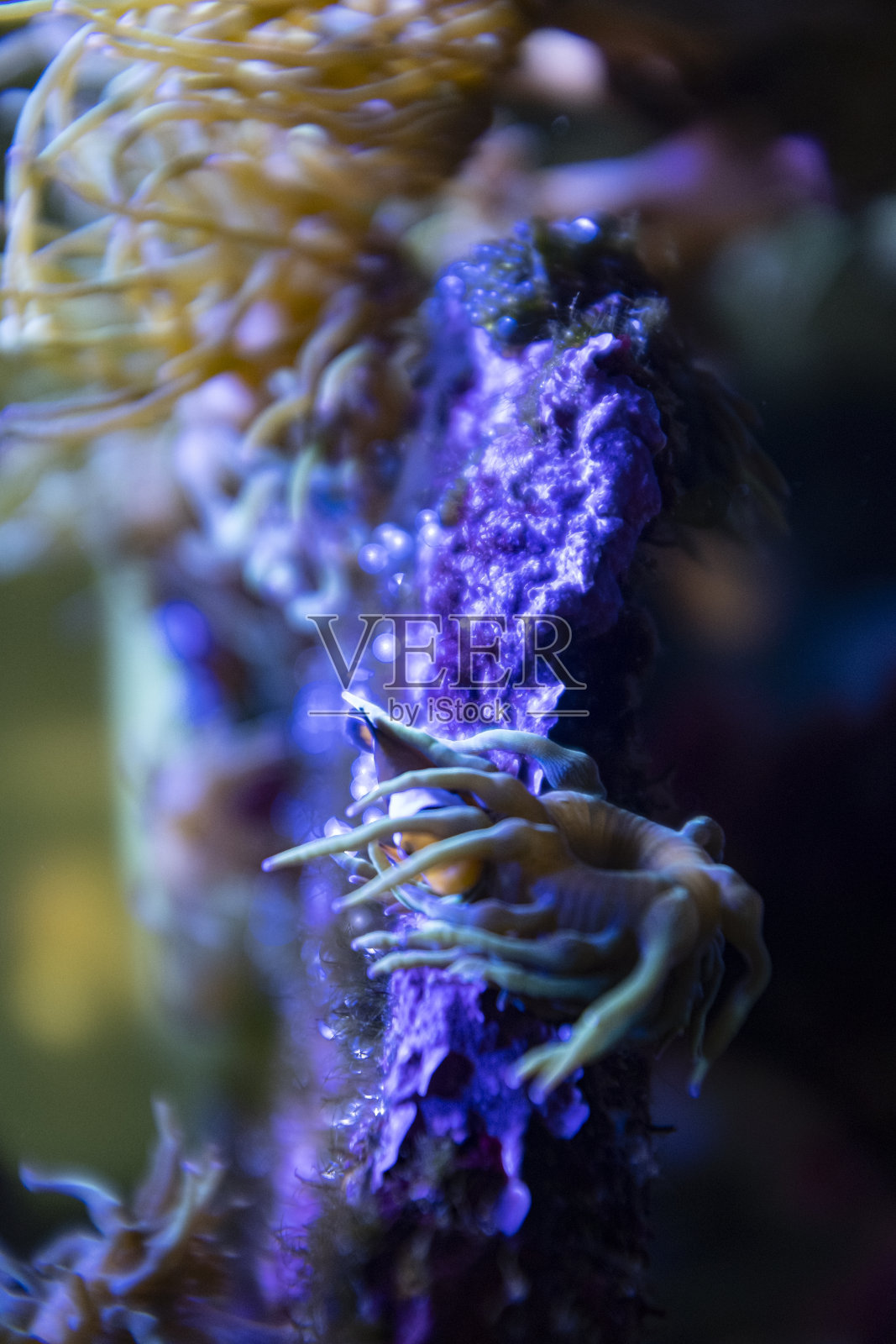 可爱的小小丑鱼藏在海葵水下礁照片摄影图片