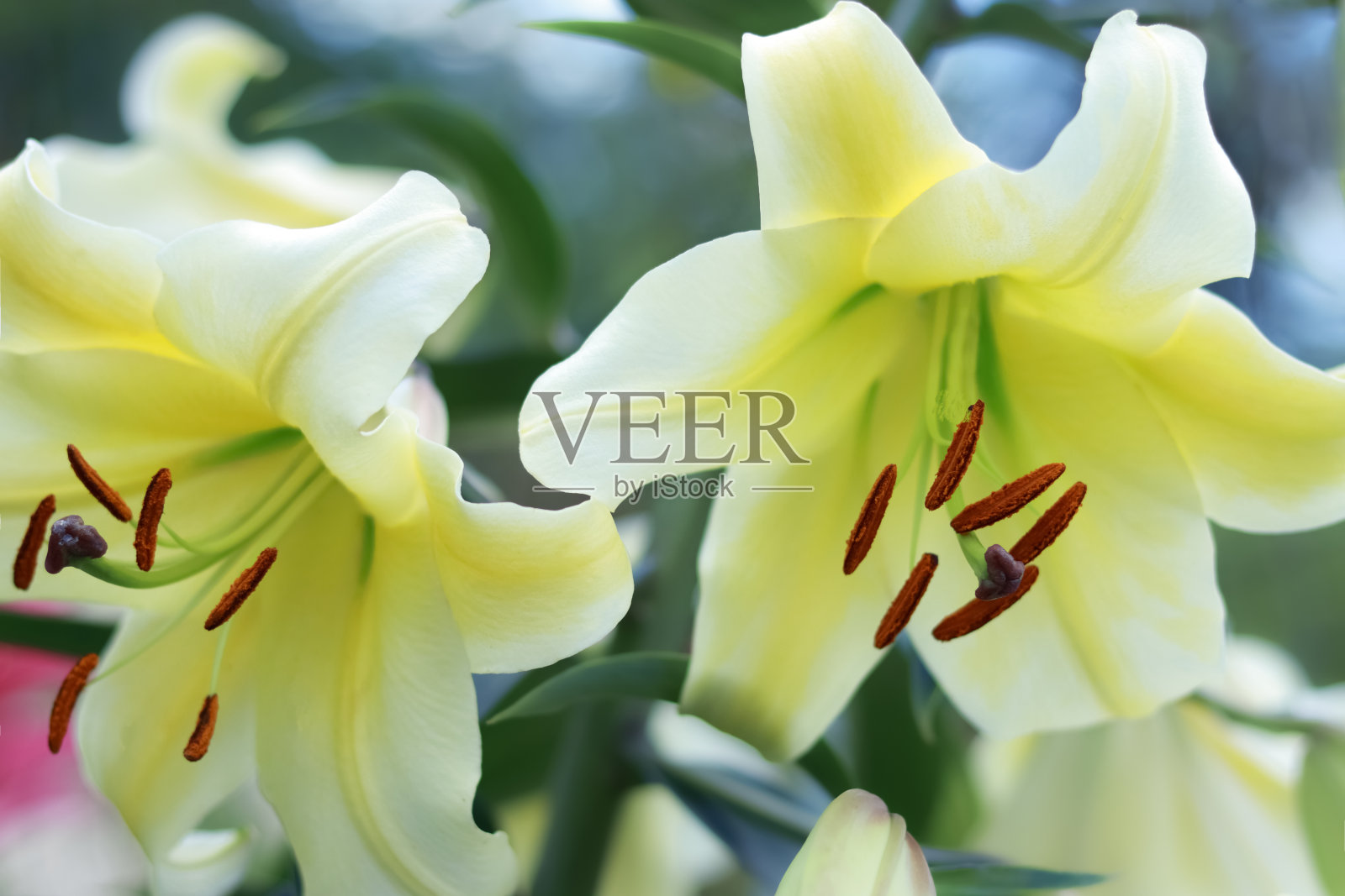 选择性聚焦在黄色百合花模糊的背景。一朵美丽的百合生长在夏天的花园里。黄百合花的特写。萱草属植物。柠檬百合,黄色黄花菜。照片摄影图片