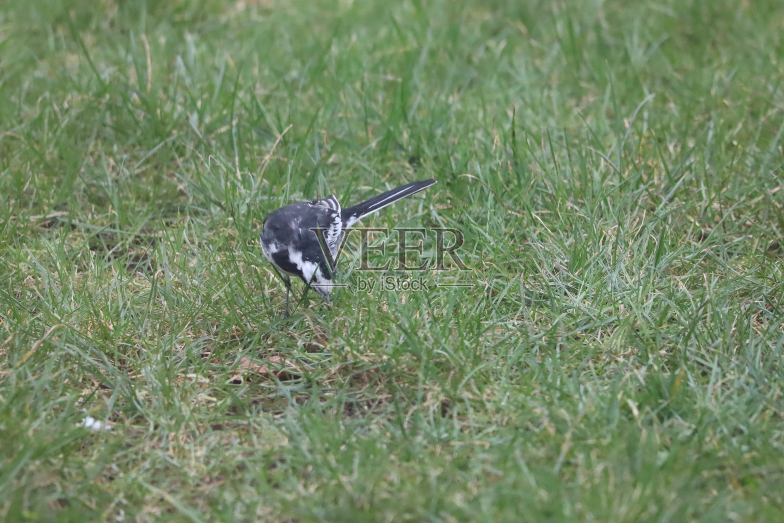 鹡鸰照片摄影图片