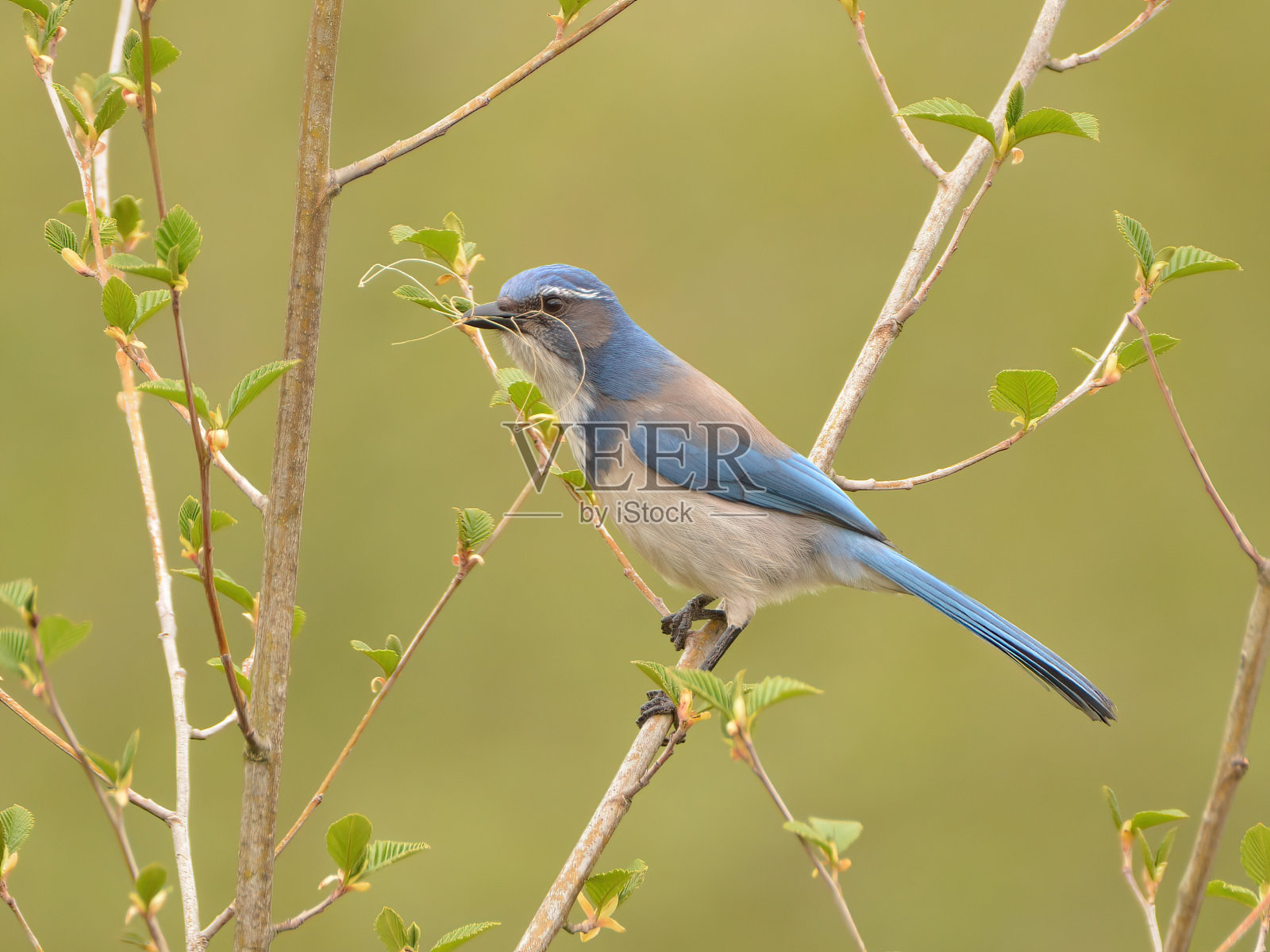 加州灌木鸟和筑巢材料照片摄影图片