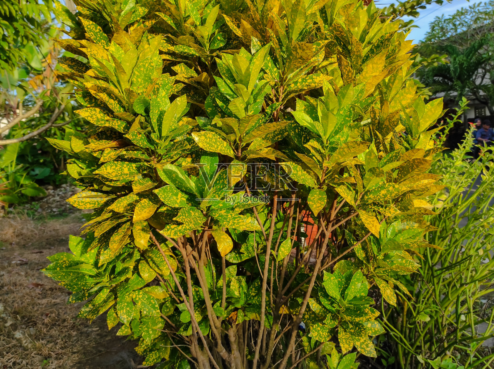 黄色植物的全帧拍摄照片摄影图片