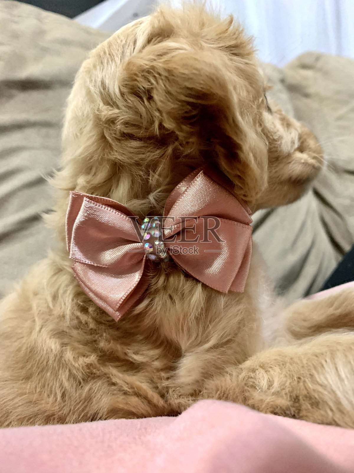 小狗狗照片摄影图片