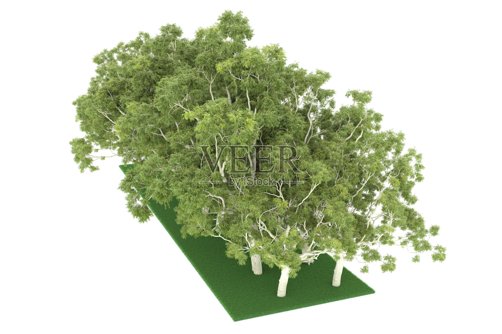 福雷斯特安排孤立的背景。三维渲染-插图描述照片摄影图片