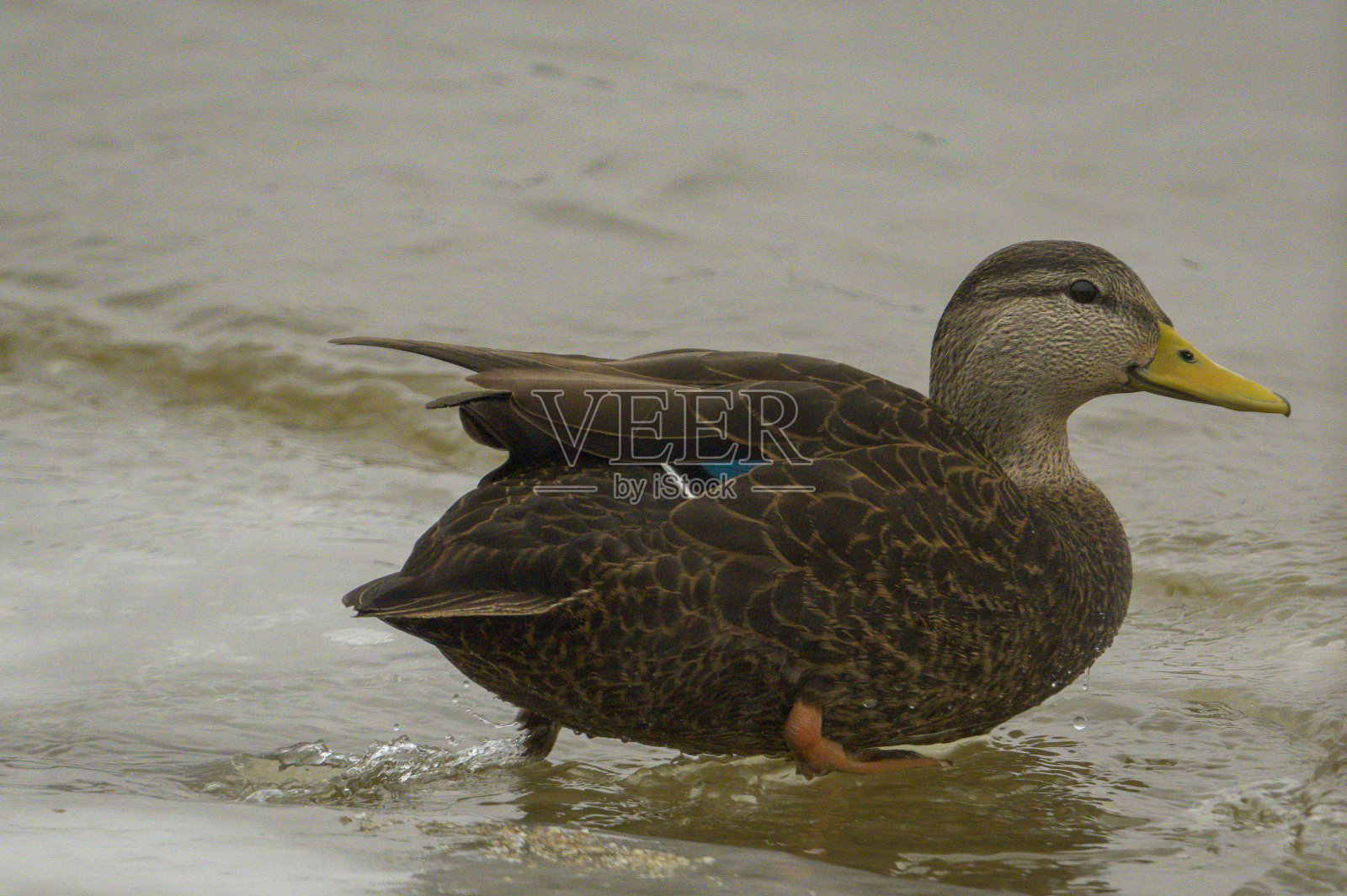启动……黑鸭子照片摄影图片