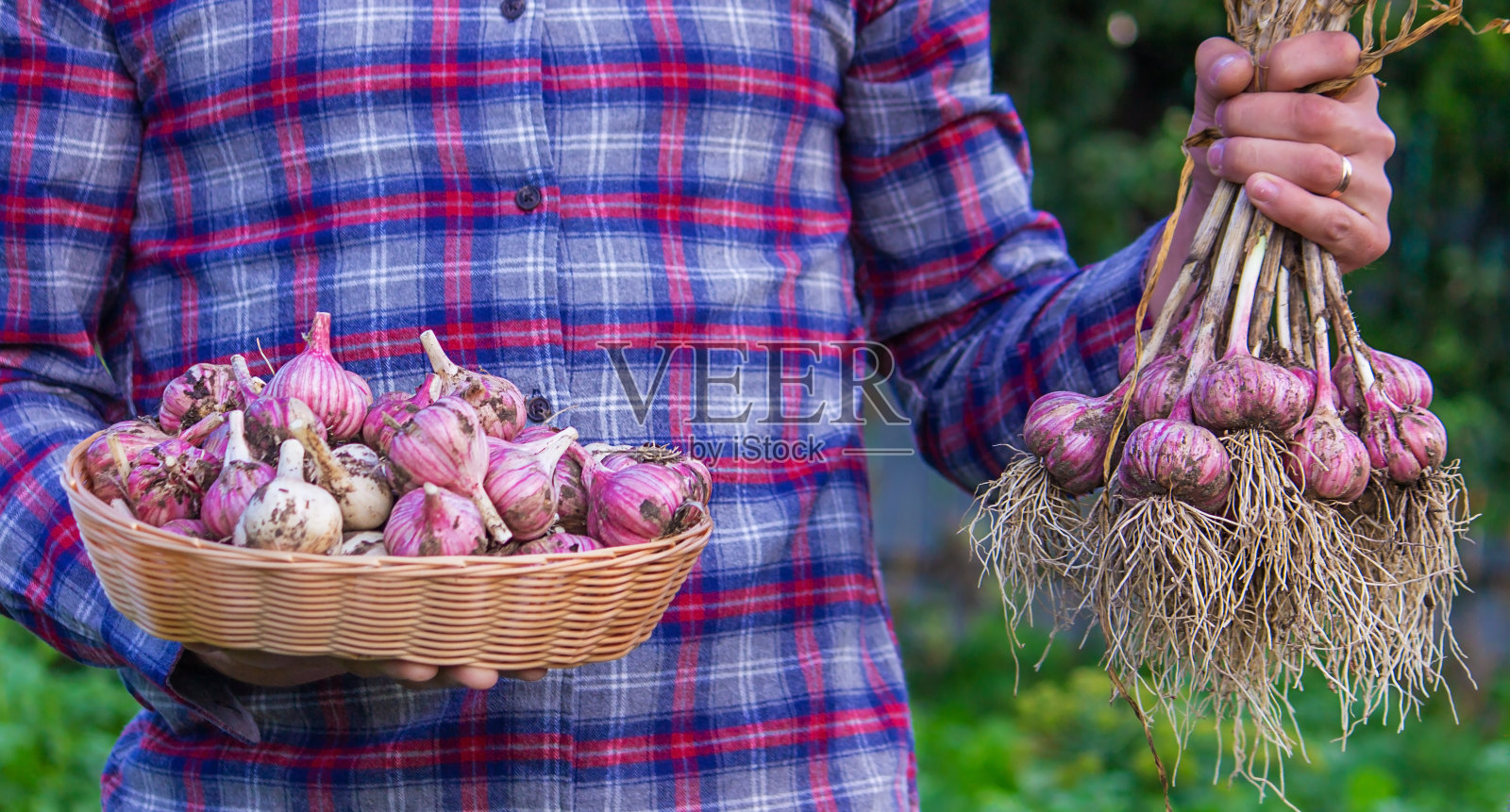 农民手里刚摘的大蒜。照片摄影图片