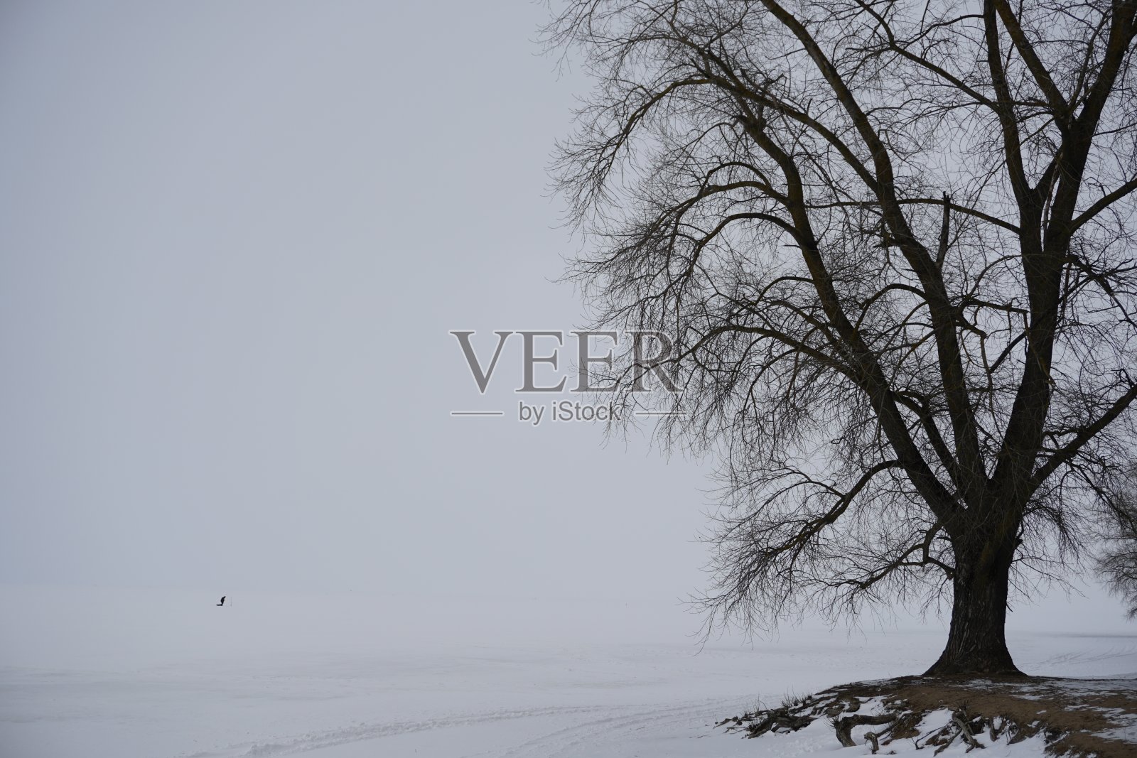 三月初,白雪覆盖的湖面。一棵大树的剪影。多云,没有地平线照片摄影图片