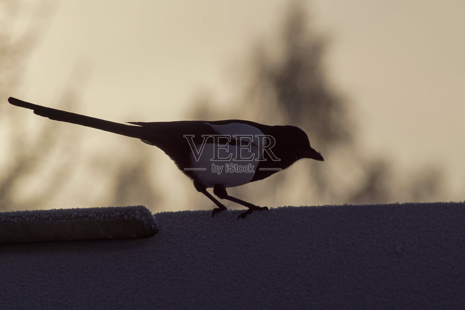 鸟类栖息在挡土墙上的特写照片摄影图片