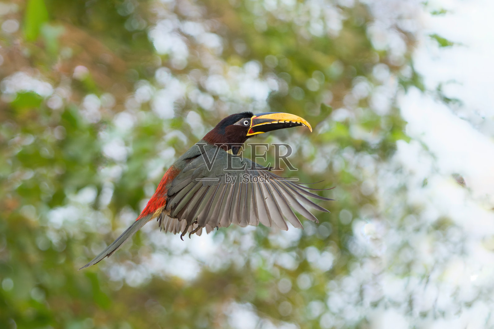 潘塔纳尔的栗色耳蜘蛛照片摄影图片