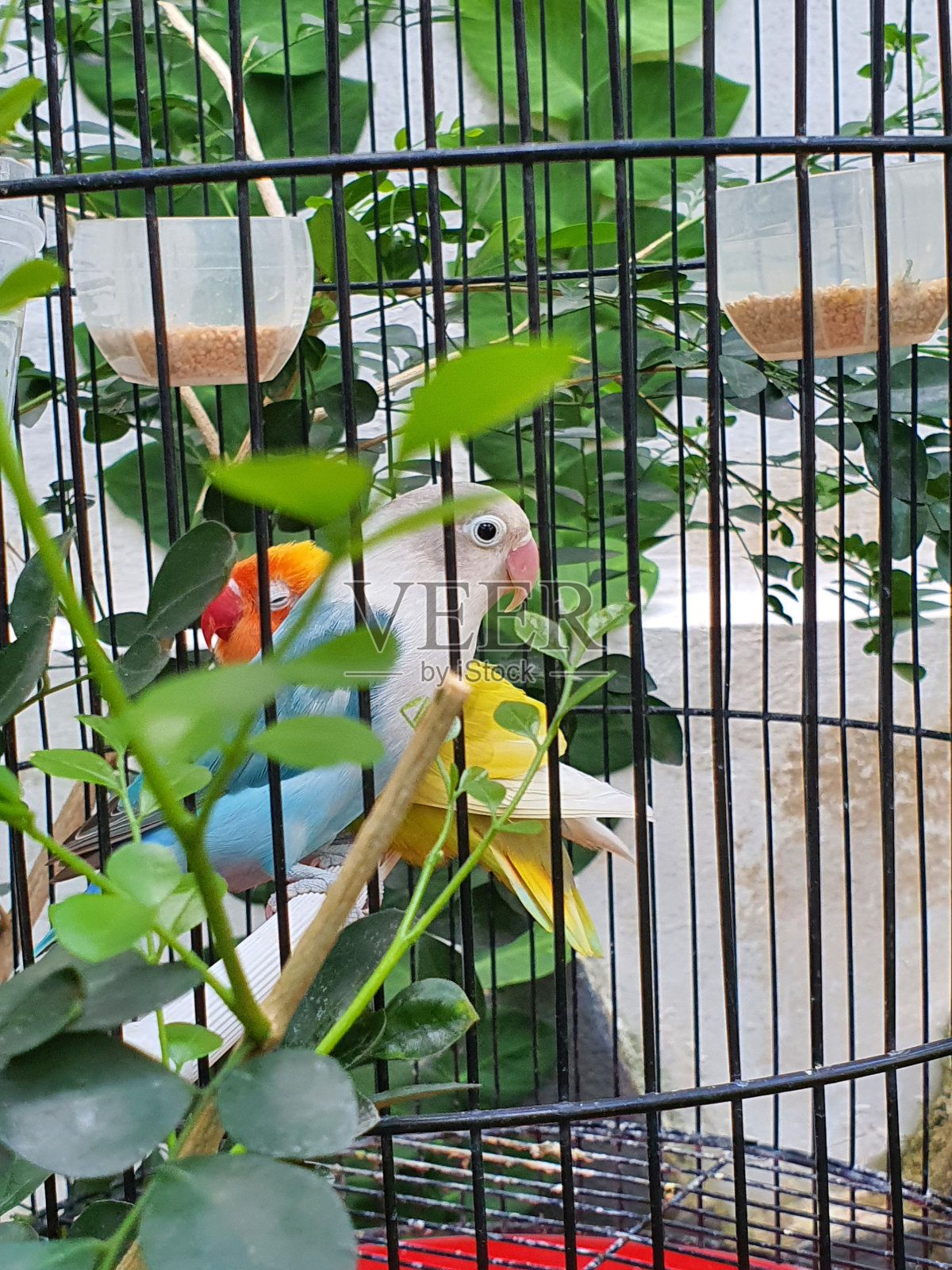 鸟照片摄影图片