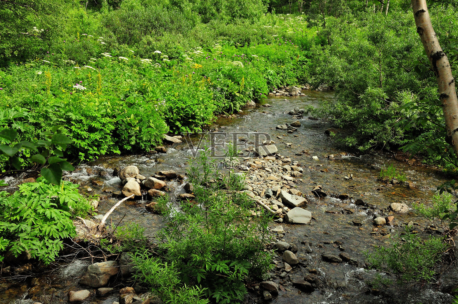 夏日里,一条底部有岩石的浅小溪流过茂密的森林和茂密的草丛。照片摄影图片