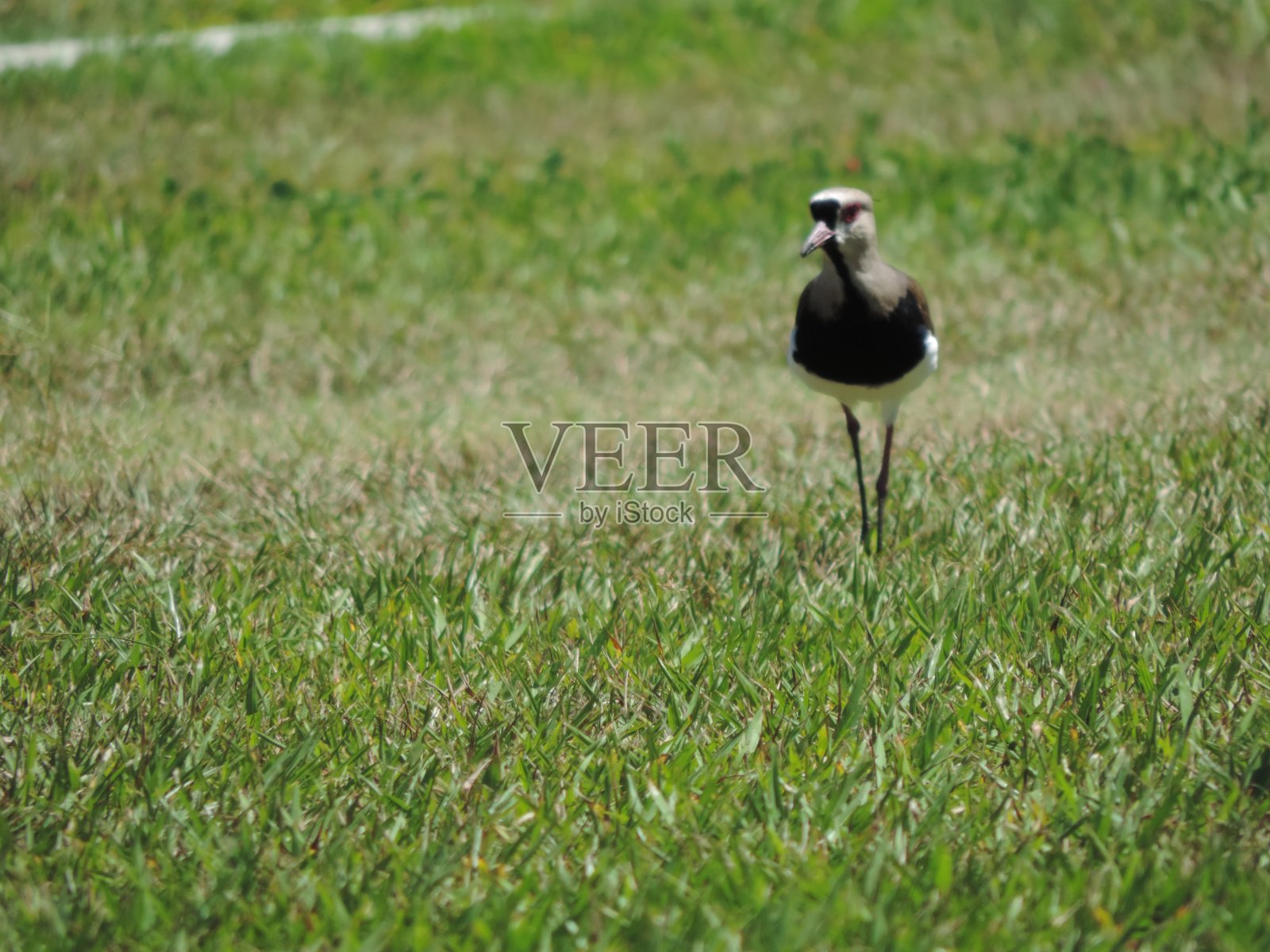 田凫南部照片摄影图片