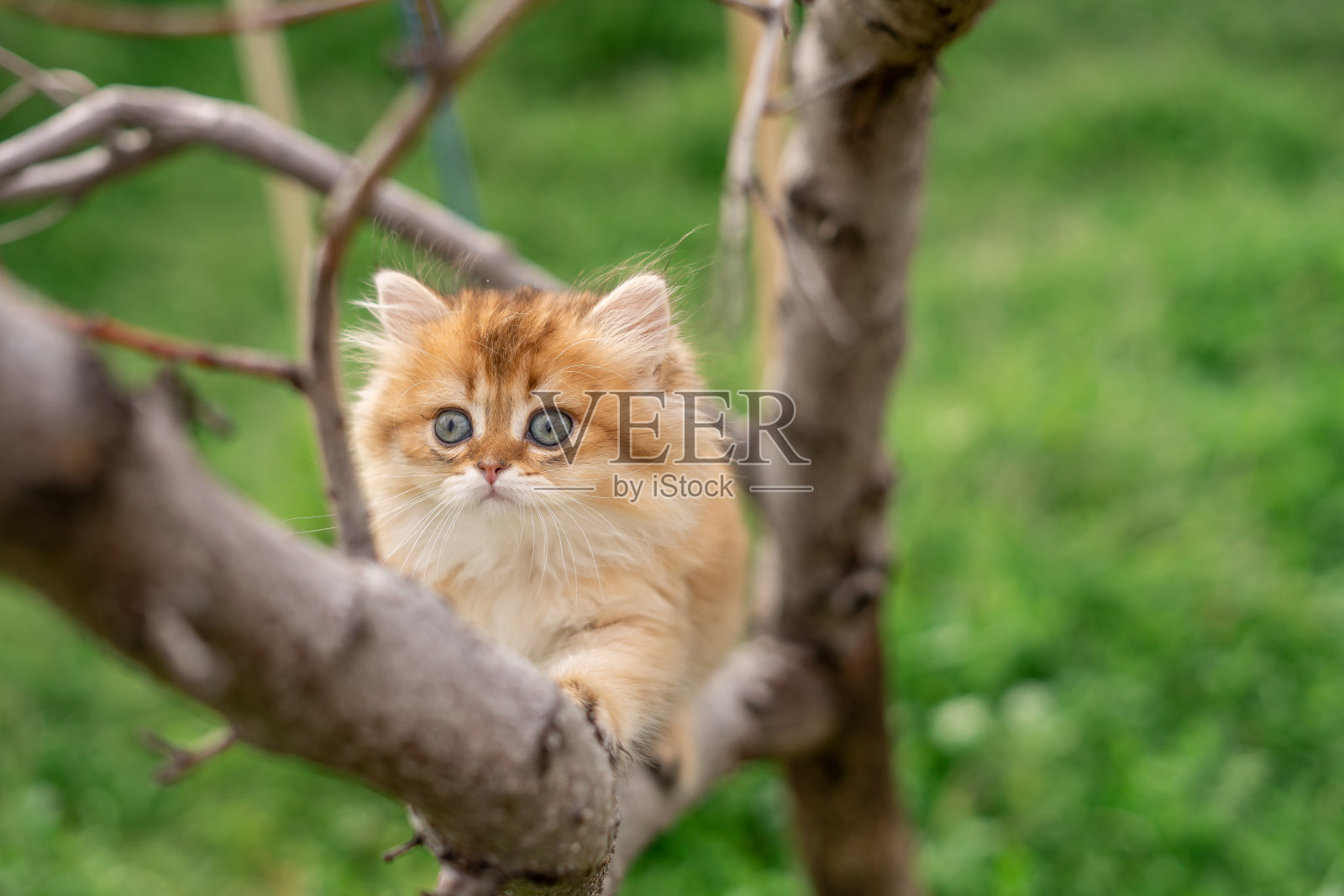 婴儿橙色条纹虎斑苏格兰直折小猫爬树外面绿草绿色眼睛可爱可爱毛茸茸的向上看照片摄影图片
