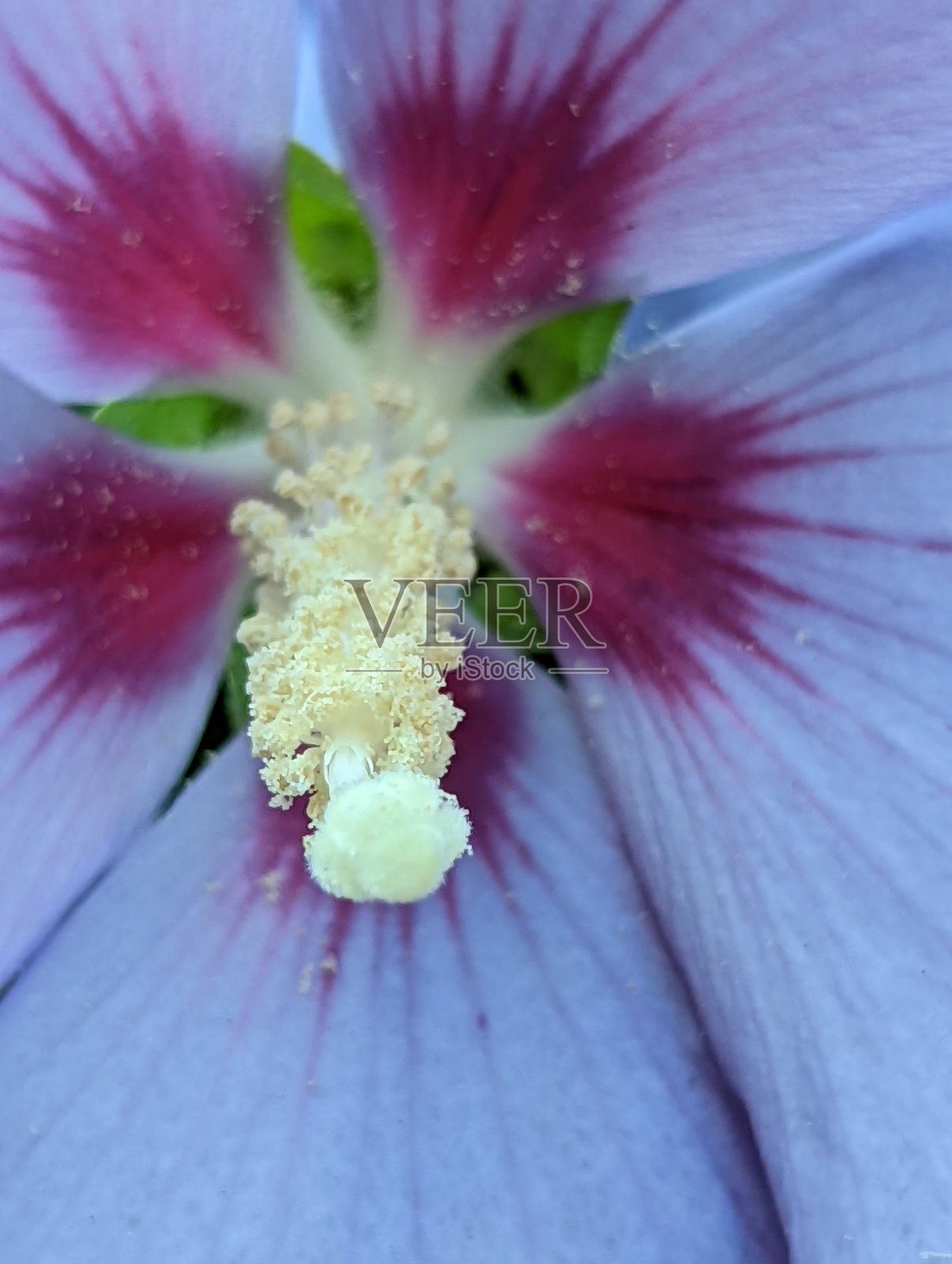 沙伦玫瑰(叙利亚芙蓉)照片摄影图片