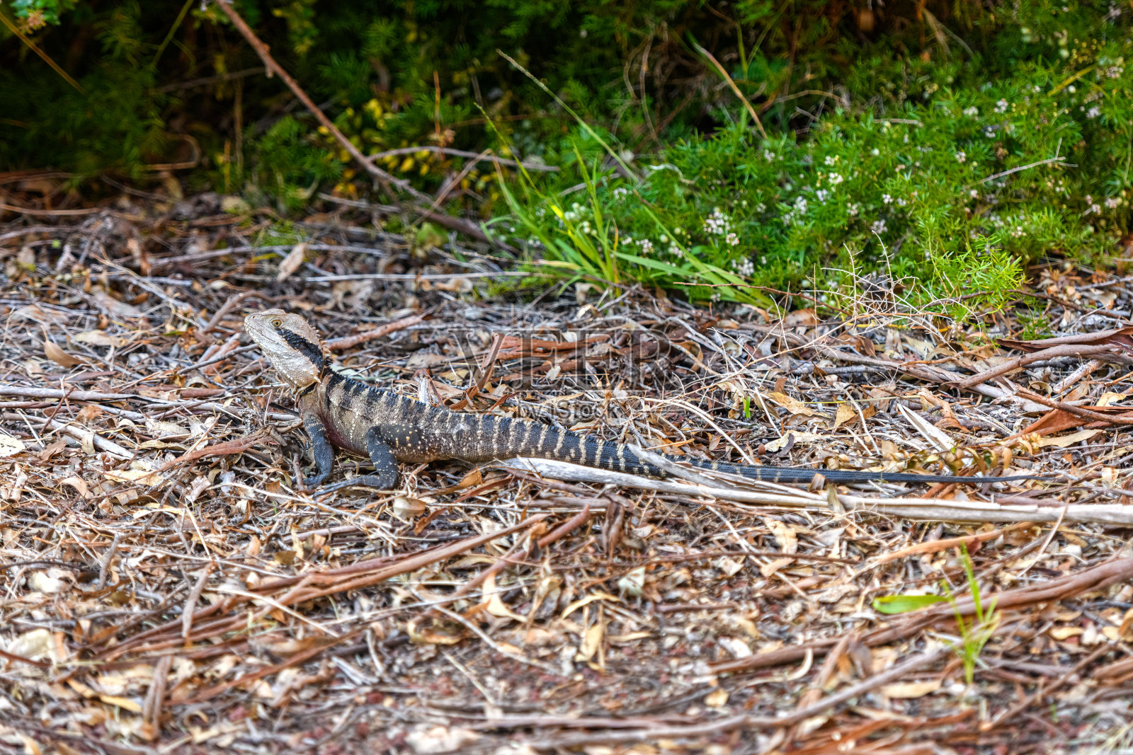 澳大利亚水龙(Intellagama lesueurii)照片摄影图片