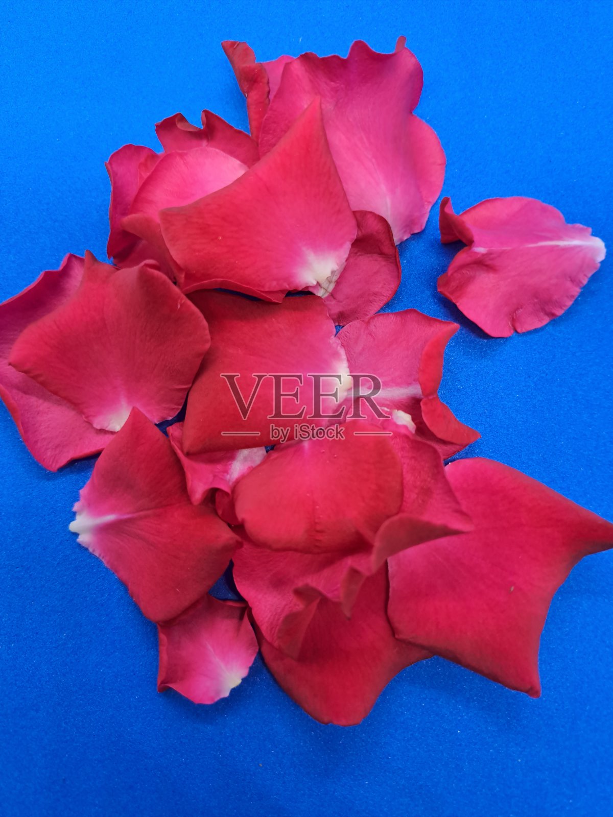 红色玫瑰花瓣,蓝色背景照片摄影图片