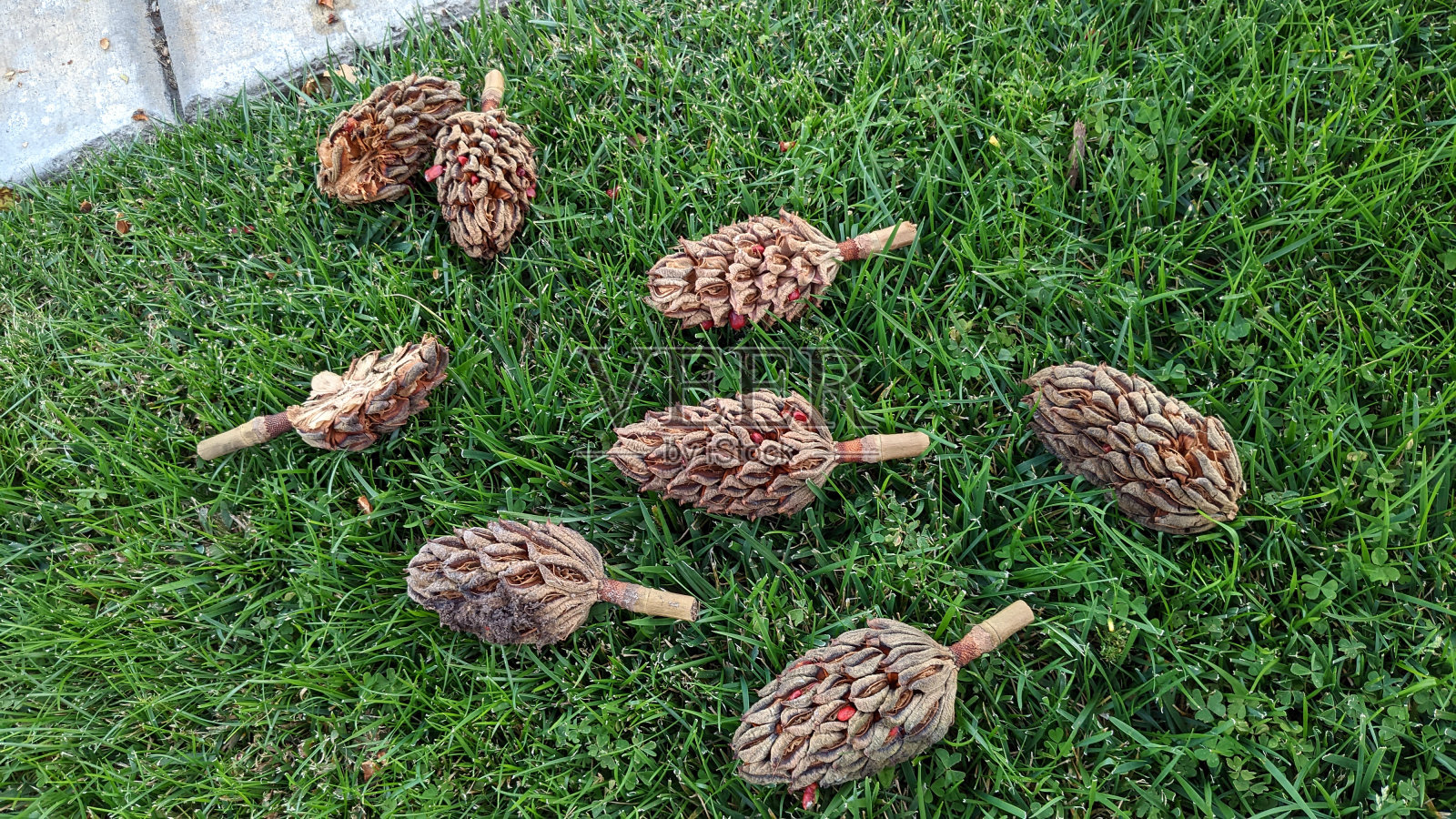 院子里的松果照片摄影图片