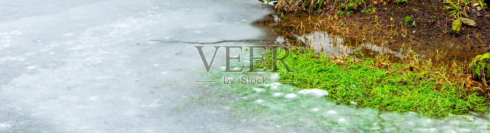 冬季野生动物湖照片摄影图片