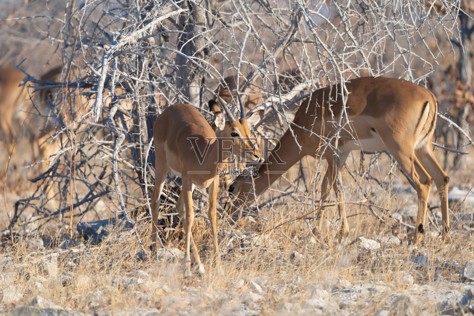 鹿、羚羊或大羚羊。野生动物在森林领域在狩猎保守国家公园在纳米比亚,南非。自然景观背景。照片摄影图片