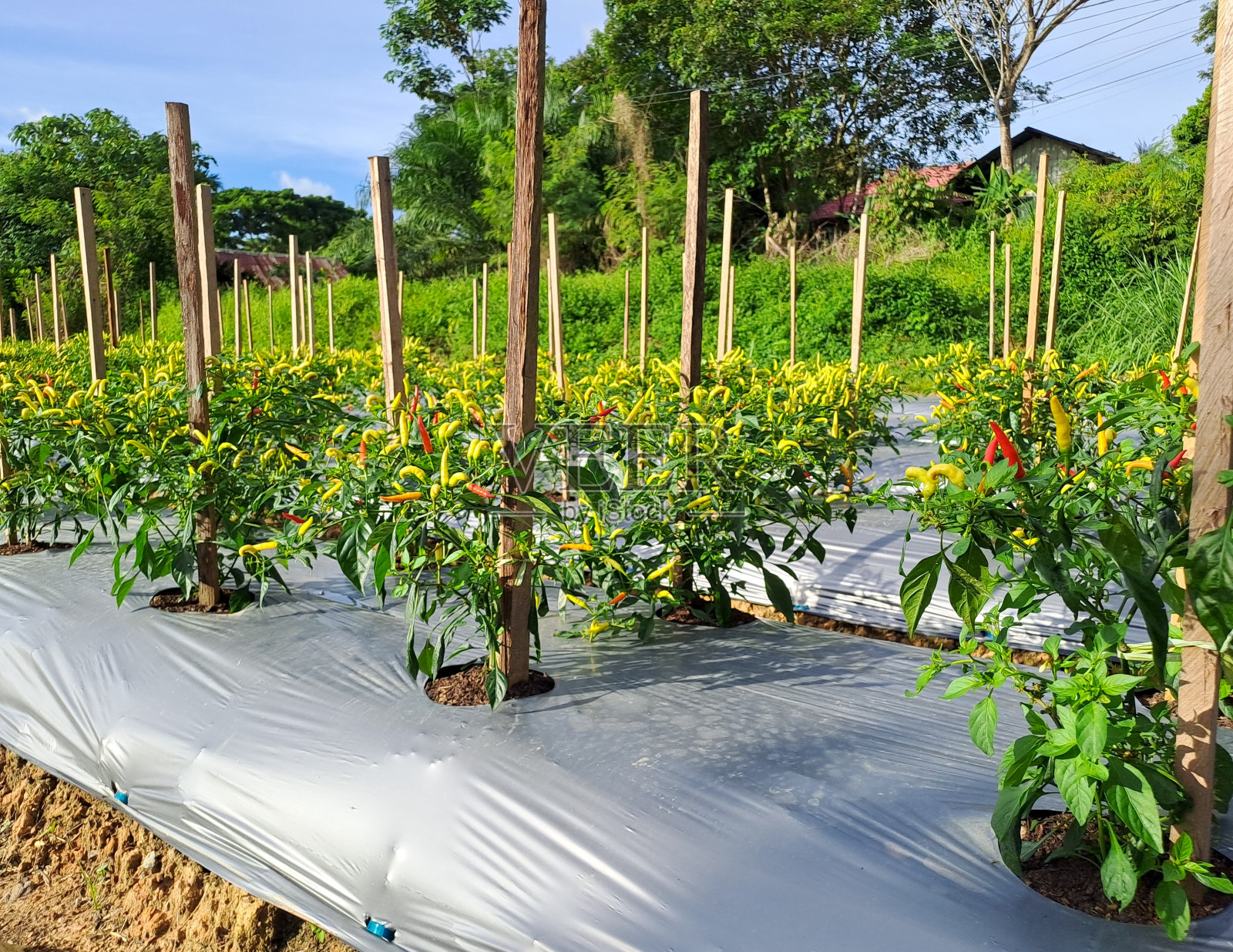 满地的辣椒。在菜园中生长的辣椒植株照片摄影图片