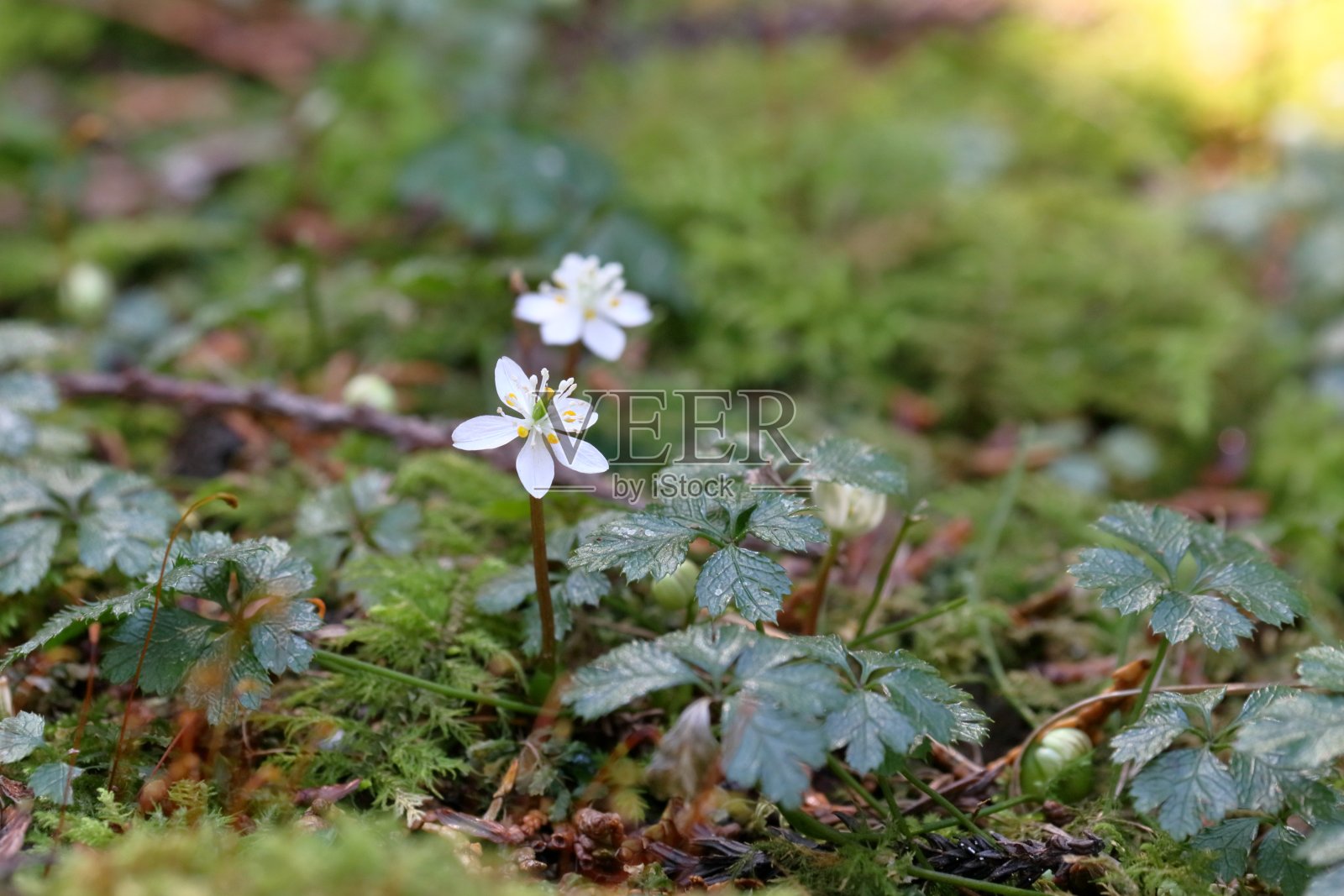 白考人,小巧整齐的花朵,冬天(高知县坂川镇)照片摄影图片