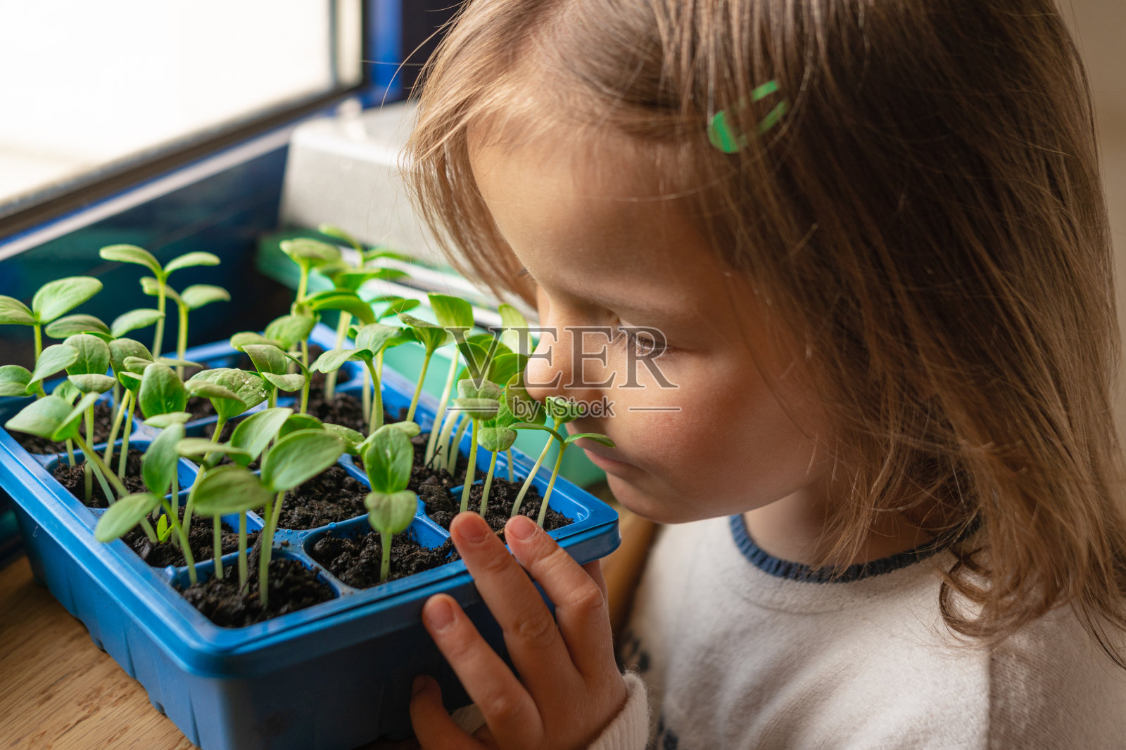 女孩和小植物在家里的容器里发芽照片摄影图片
