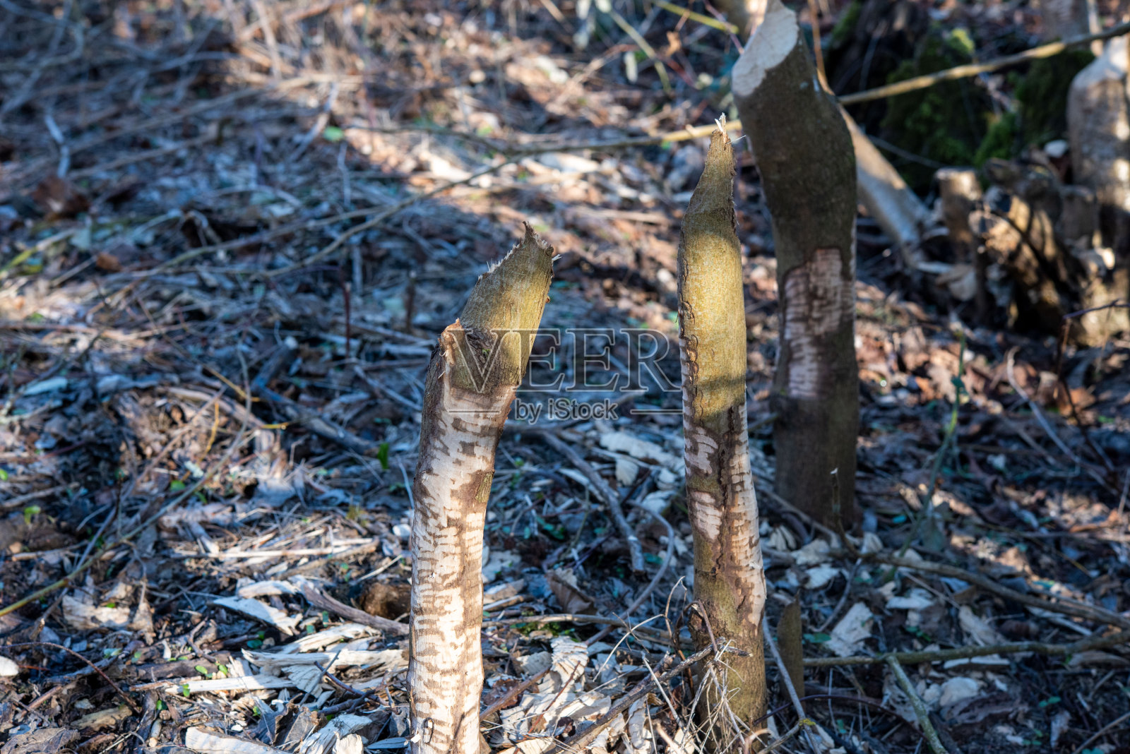 海狸在小河边活动照片摄影图片
