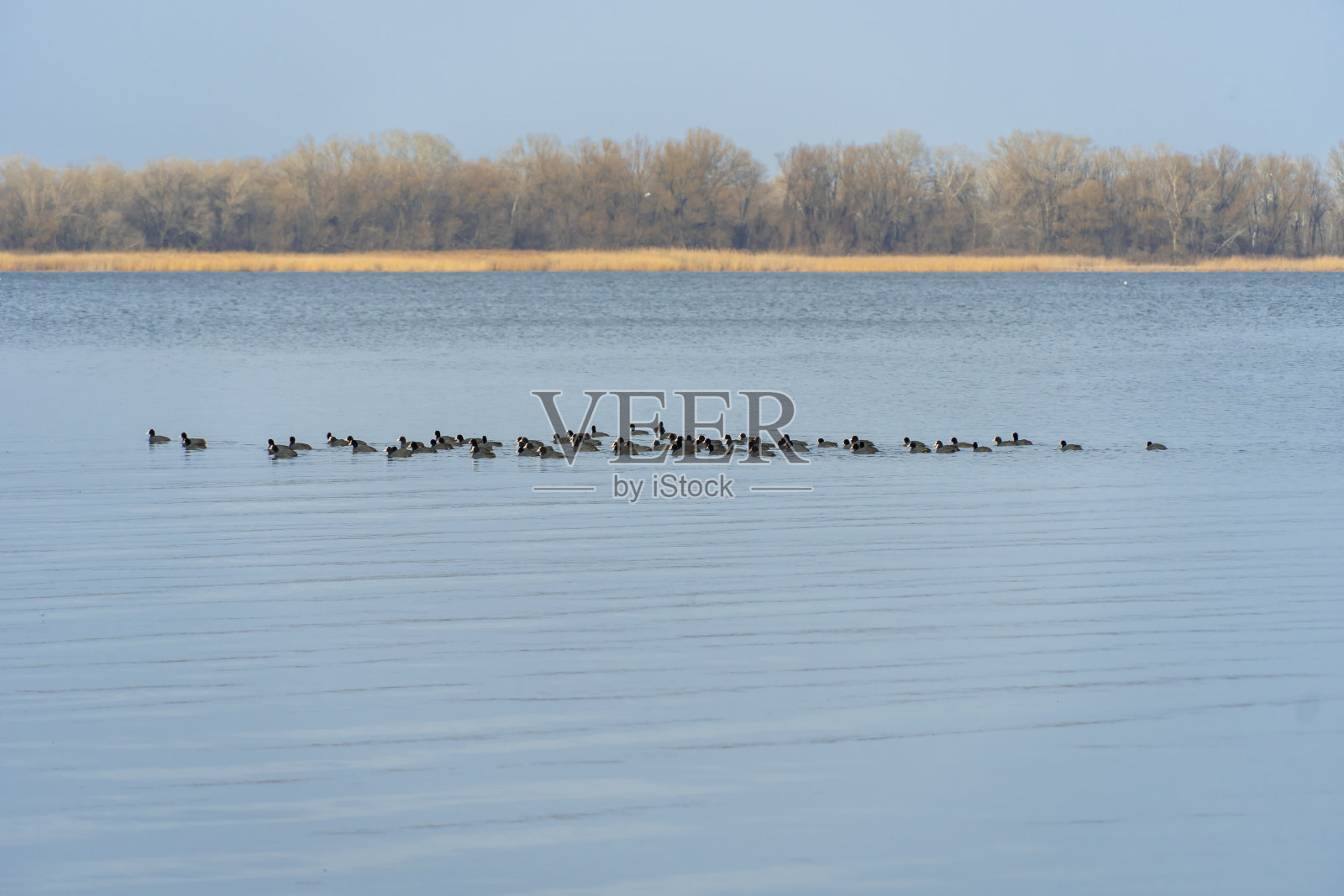 成群的小水禽野鸭在河里游泳。照片摄影图片