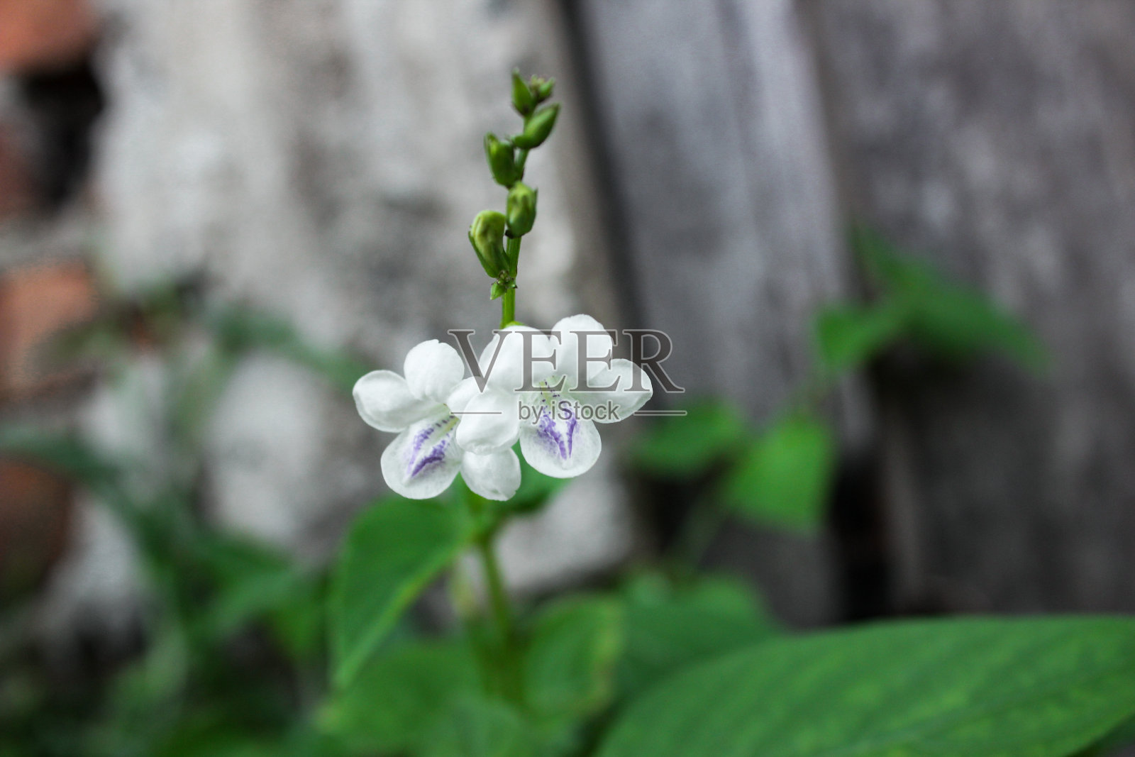 花照片摄影图片