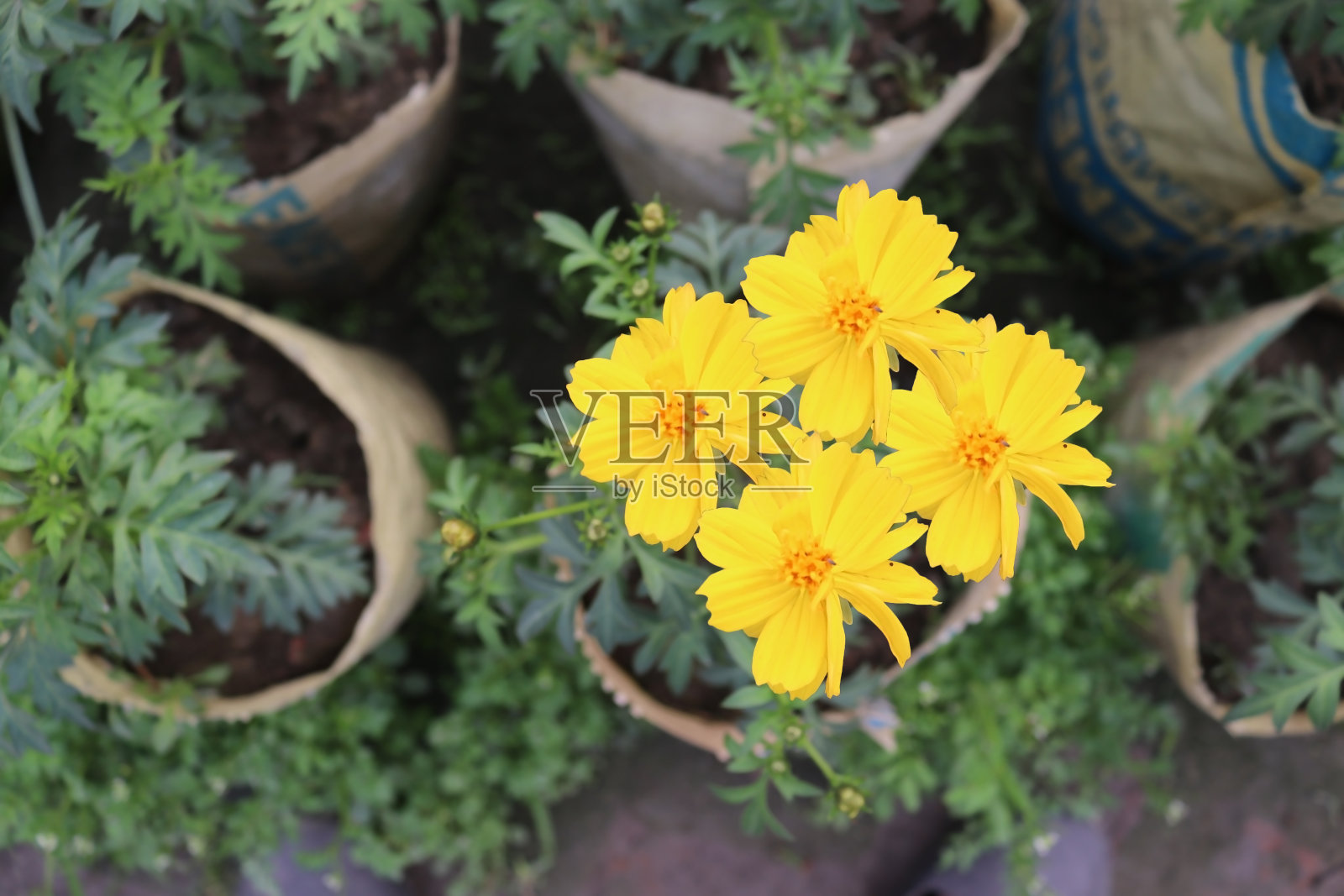 苗圃里的两对黄色的金盏花照片摄影图片