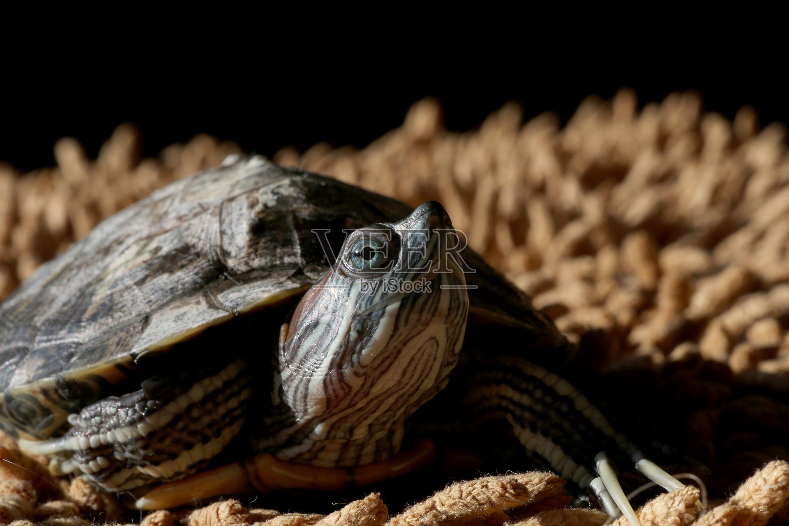 乌龟照片摄影图片