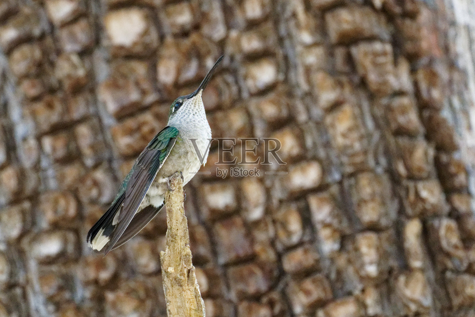 宏伟的或里沃利蜂鸟的雌性照片摄影图片