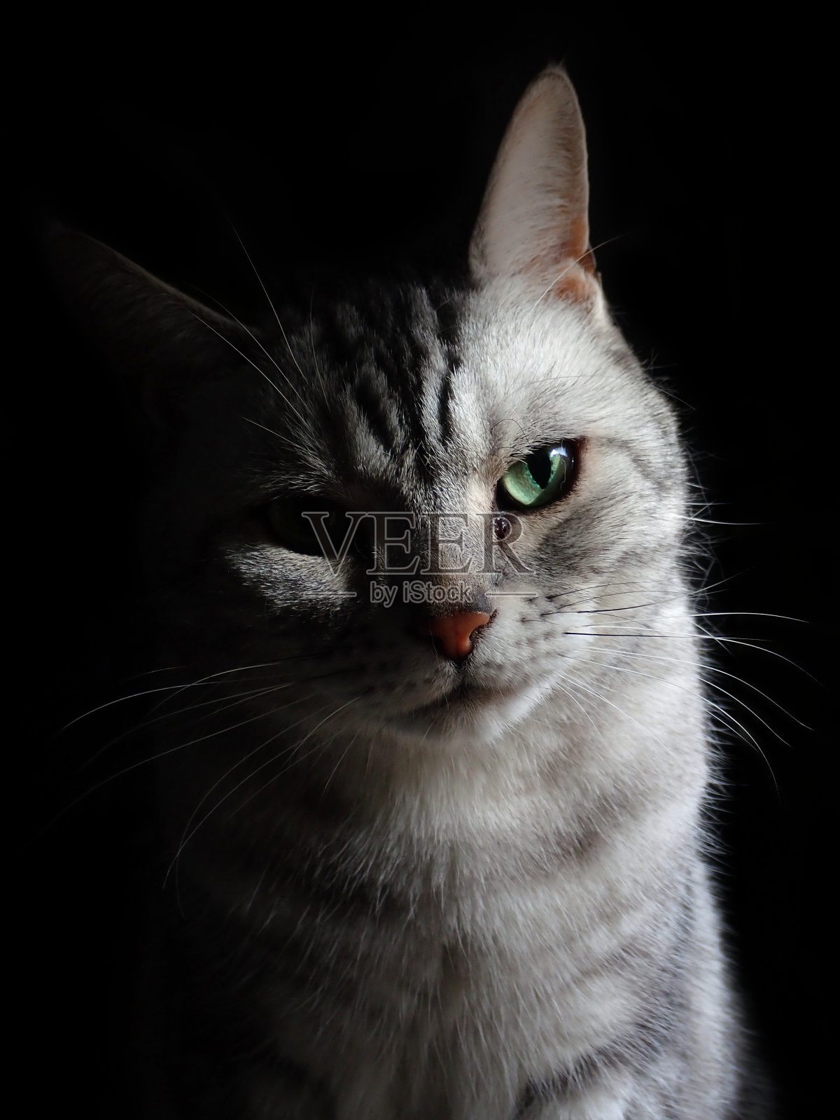 全身肖像的虎斑猫与黑色背景。照片摄影图片