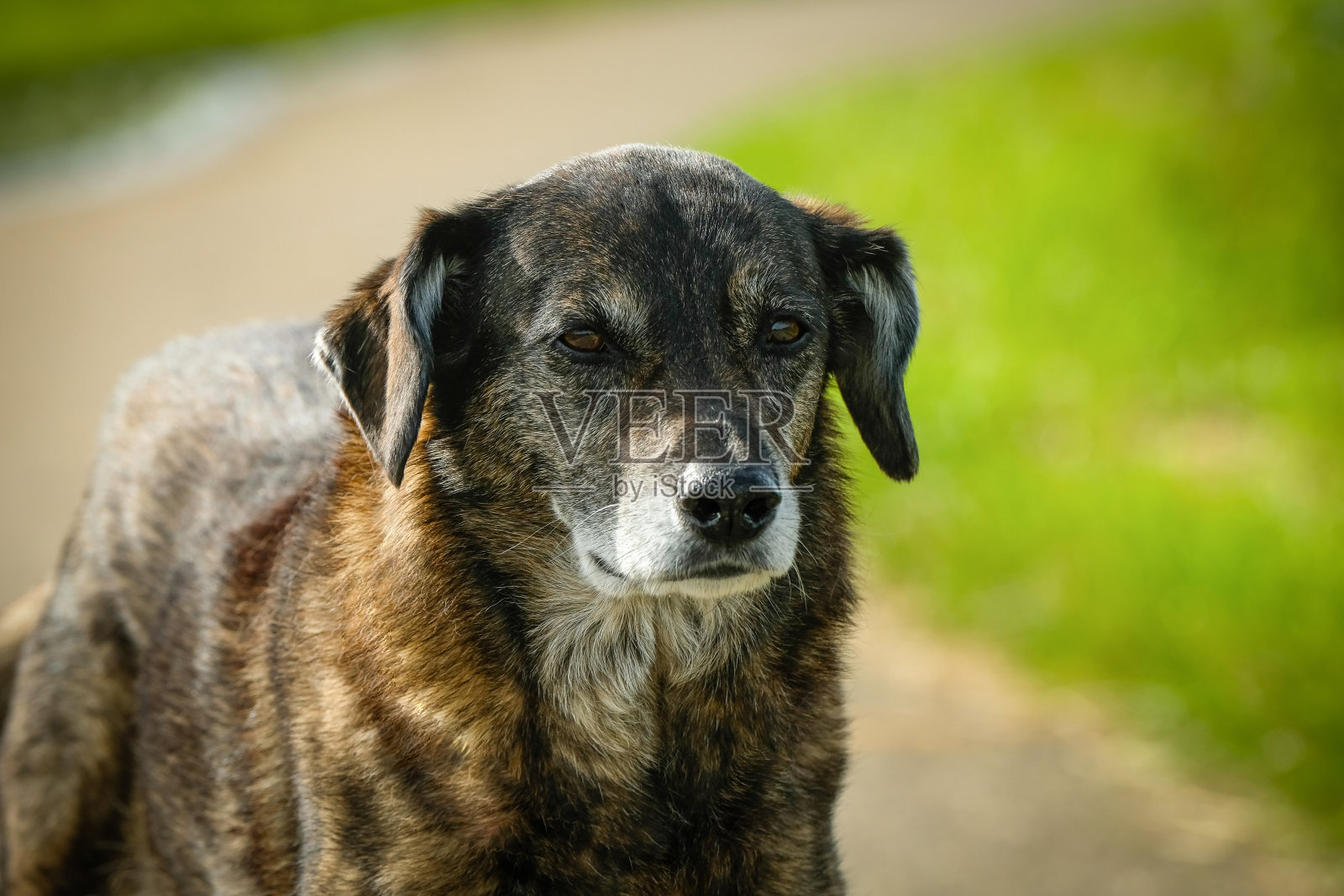 狗肖像照片摄影图片
