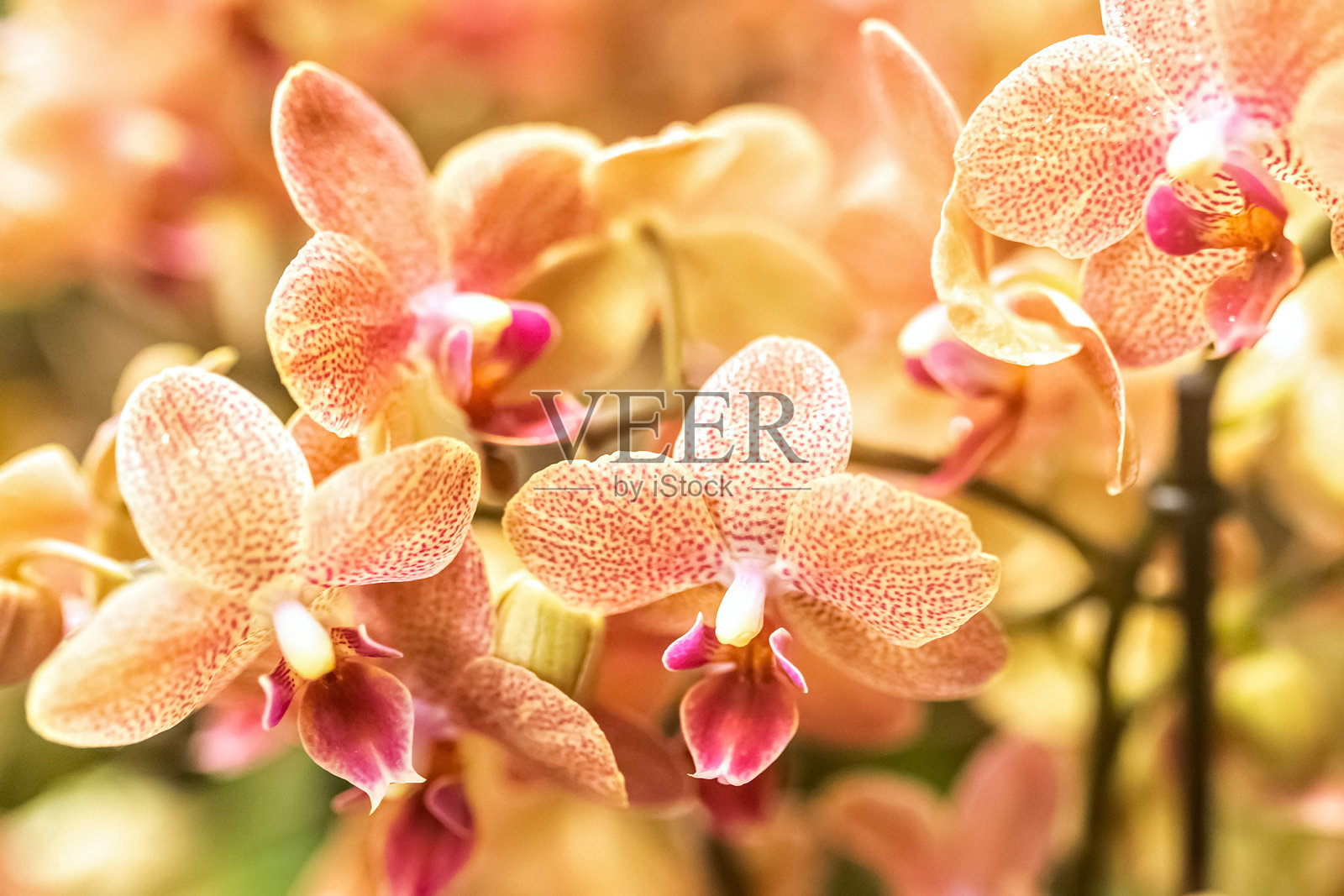 橙色和粉红色条纹兰花特写。外来植物照片摄影图片