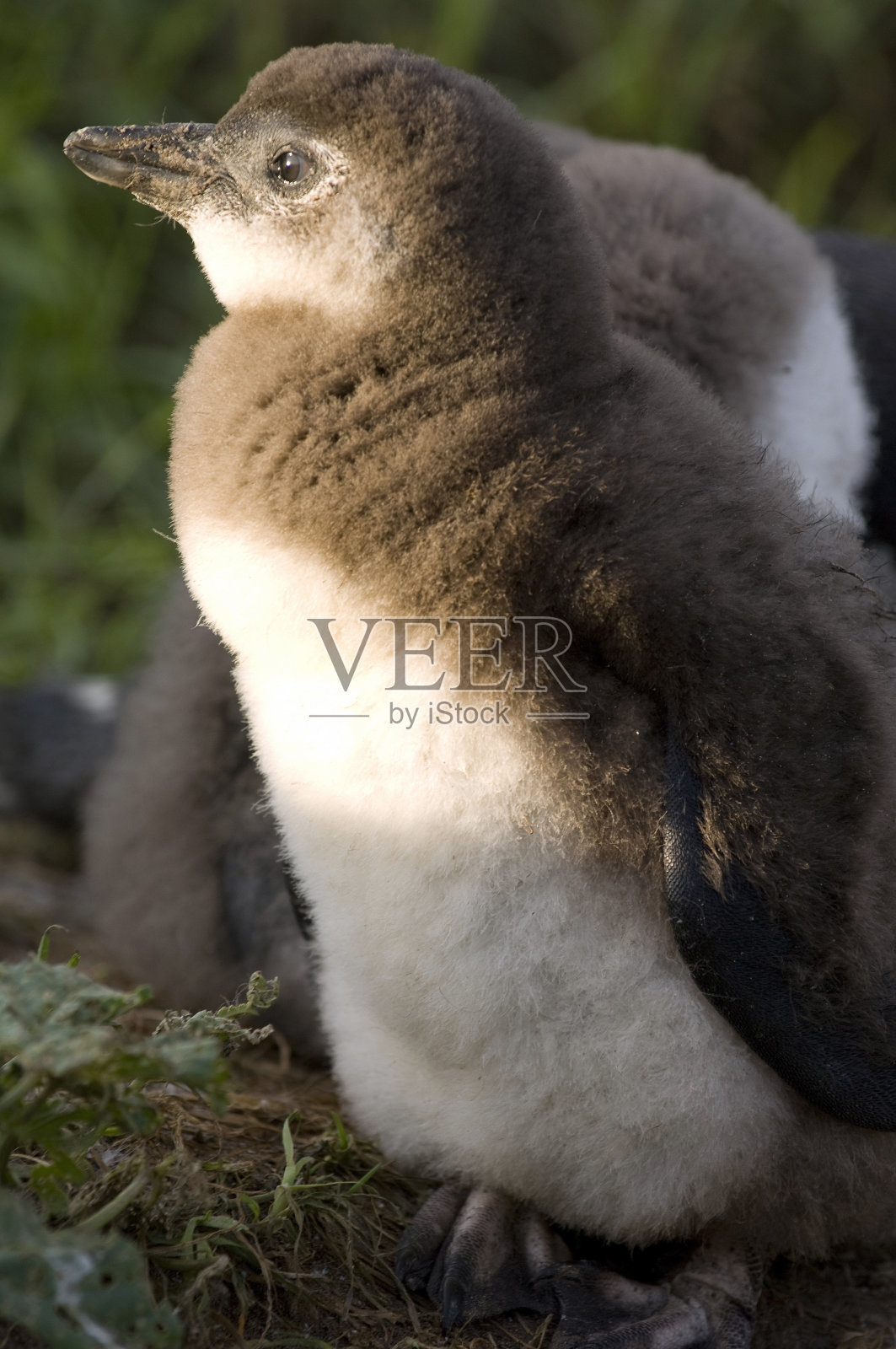 南非,旅游目的地。照片摄影图片