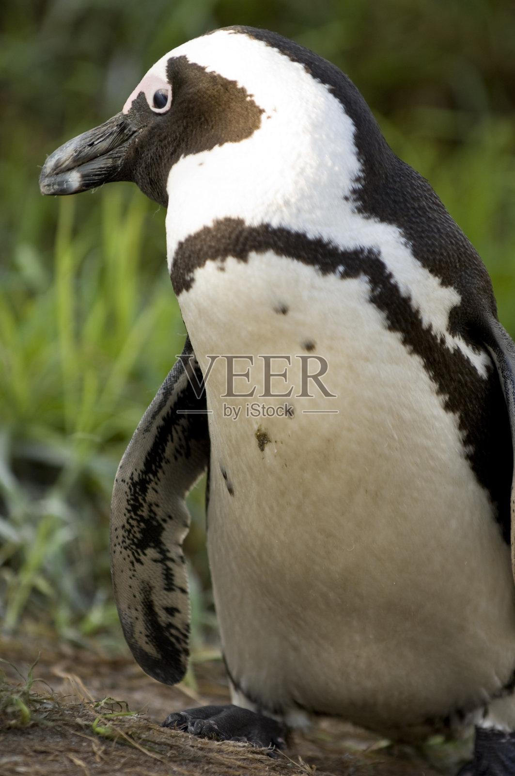 南非,旅游目的地。照片摄影图片
