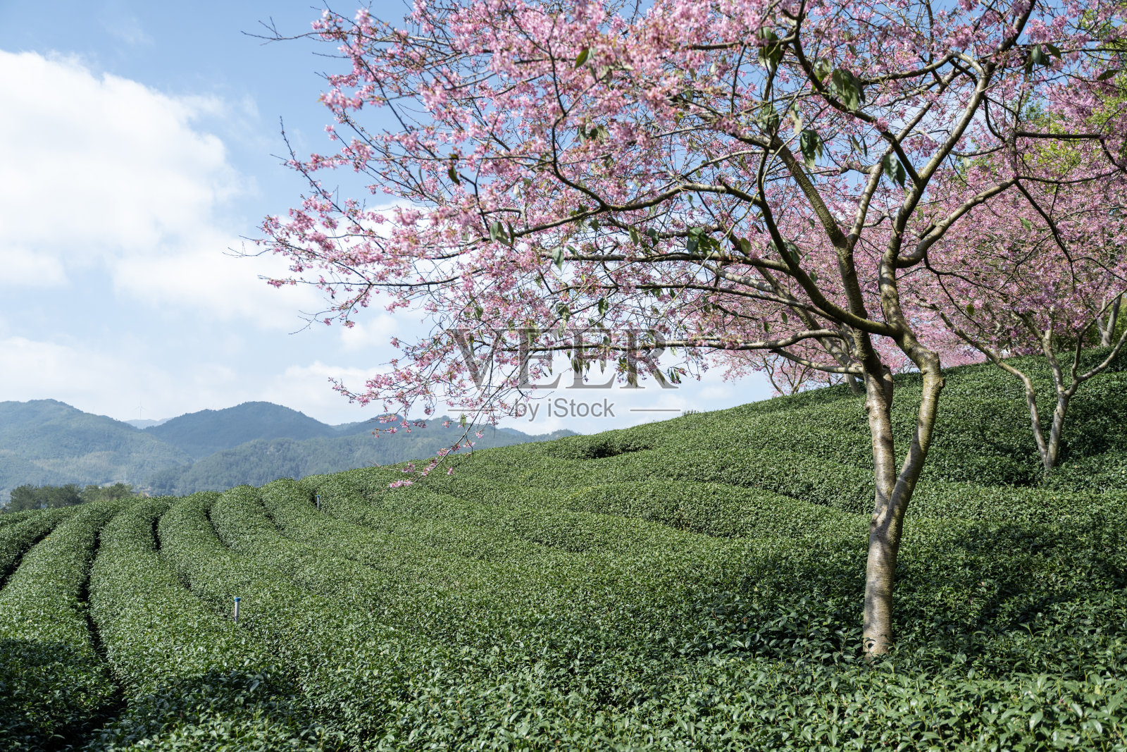 茶园里的樱花照片摄影图片