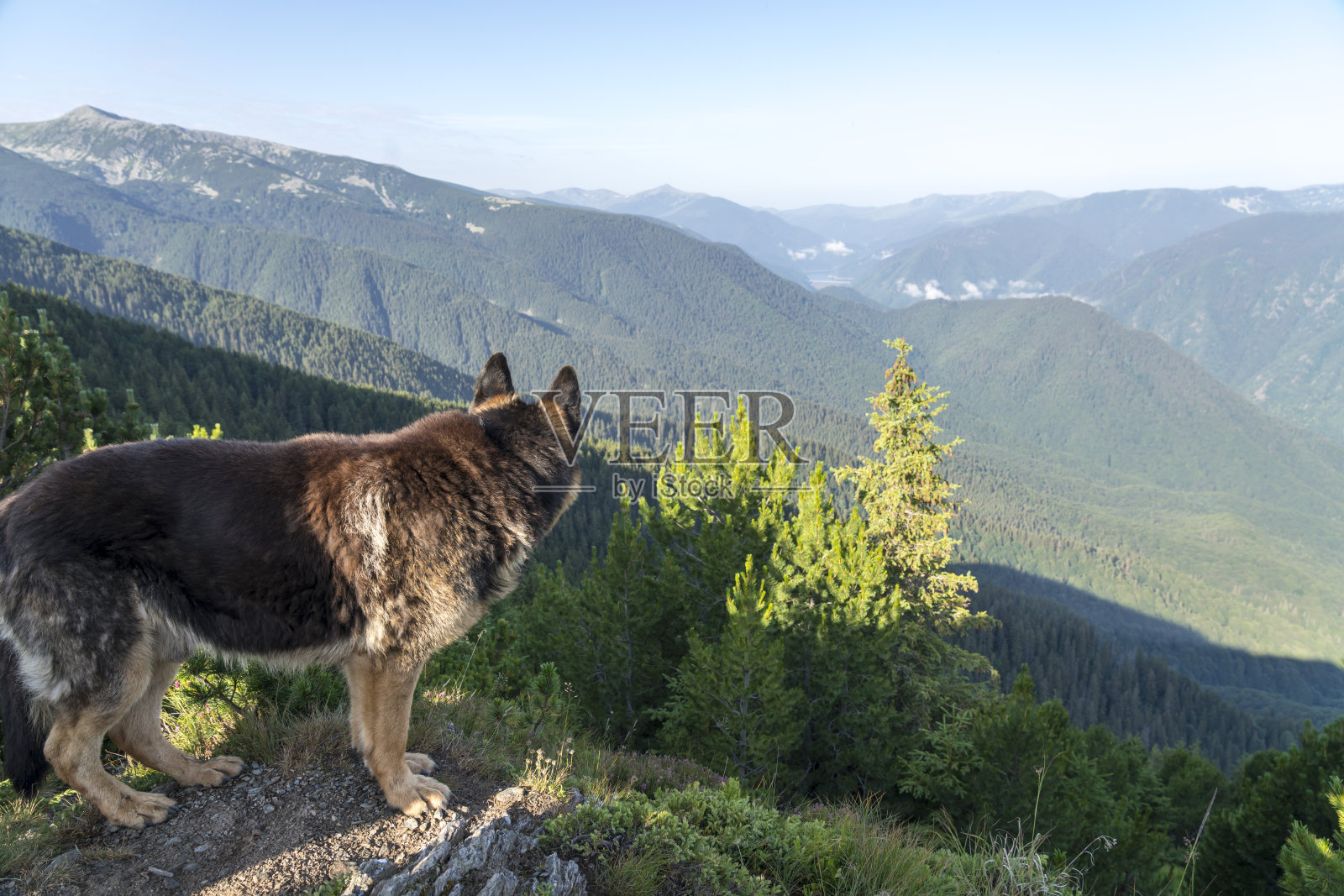Retezat国家公园,狗在前面照片摄影图片
