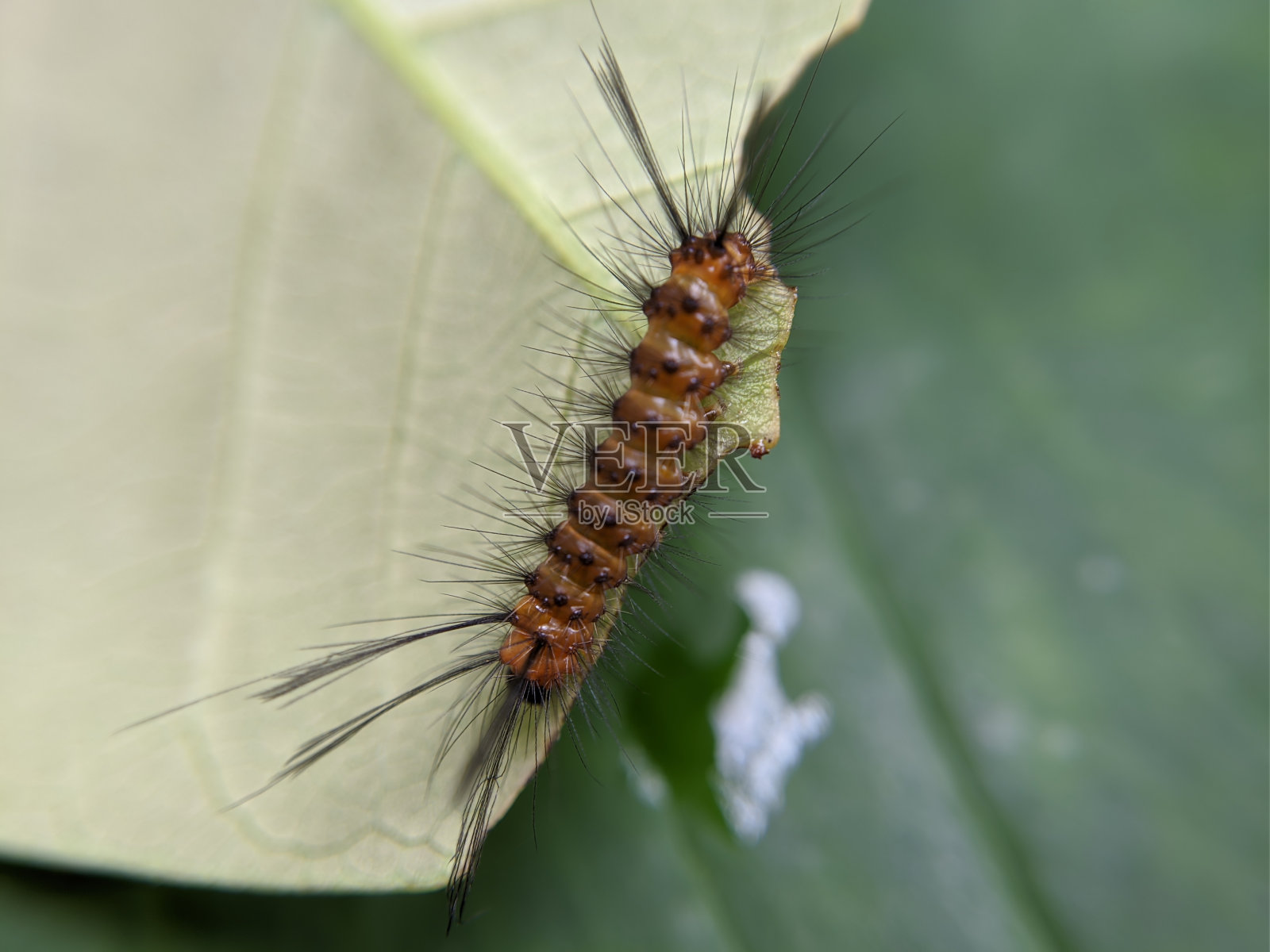 绿色树叶上毛毛虫的宏观照片摄影图片
