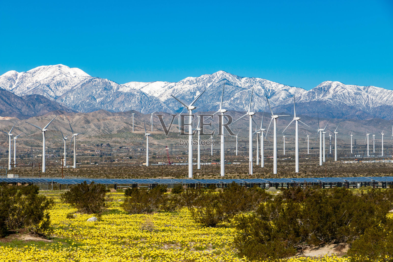 在棕榈泉,野花,太阳能农场,风力涡轮机与白雪皑皑的山峰相映成辉照片摄影图片