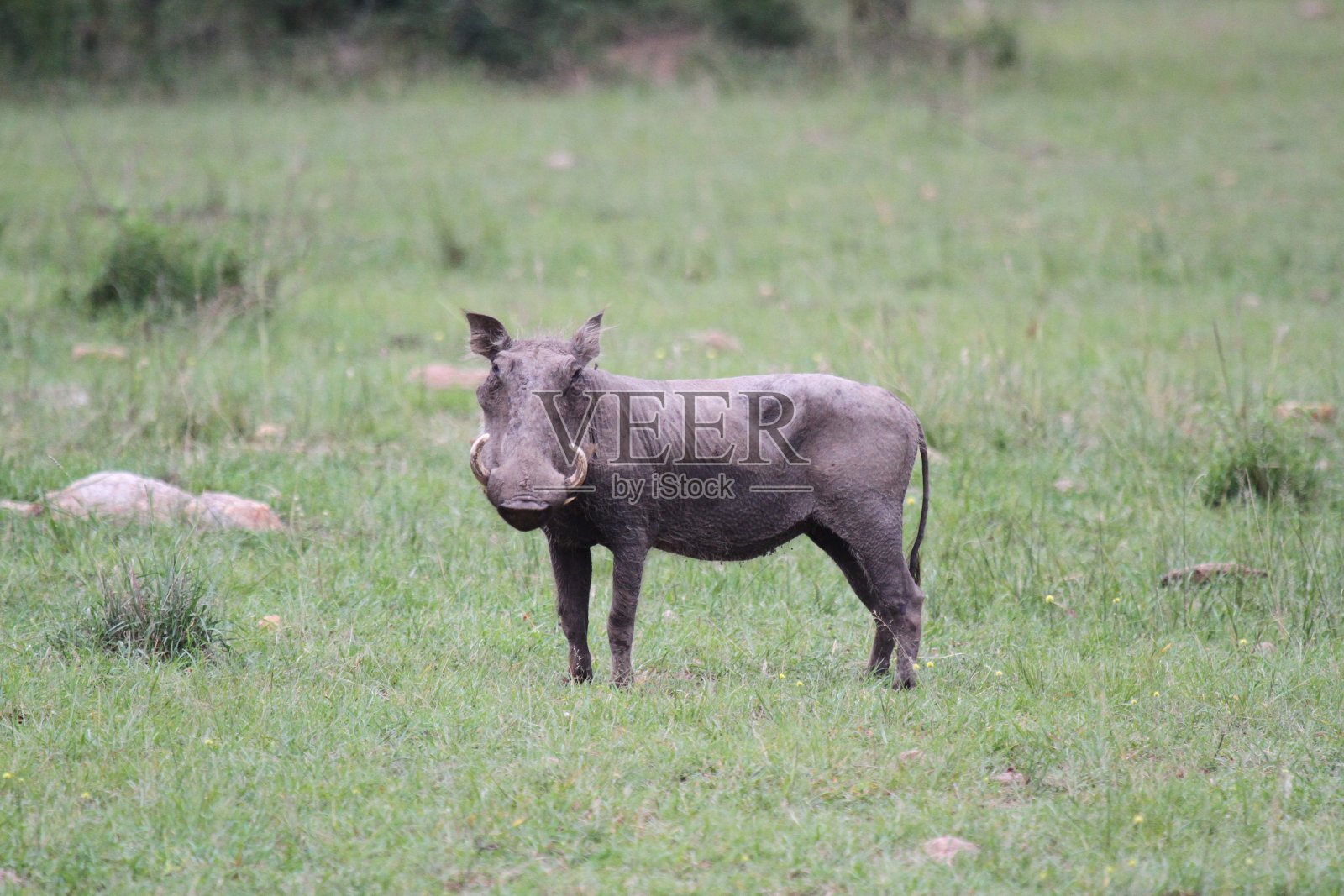 警觉的疣猪妈妈站在绿色的草地上,注视着危险照片摄影图片