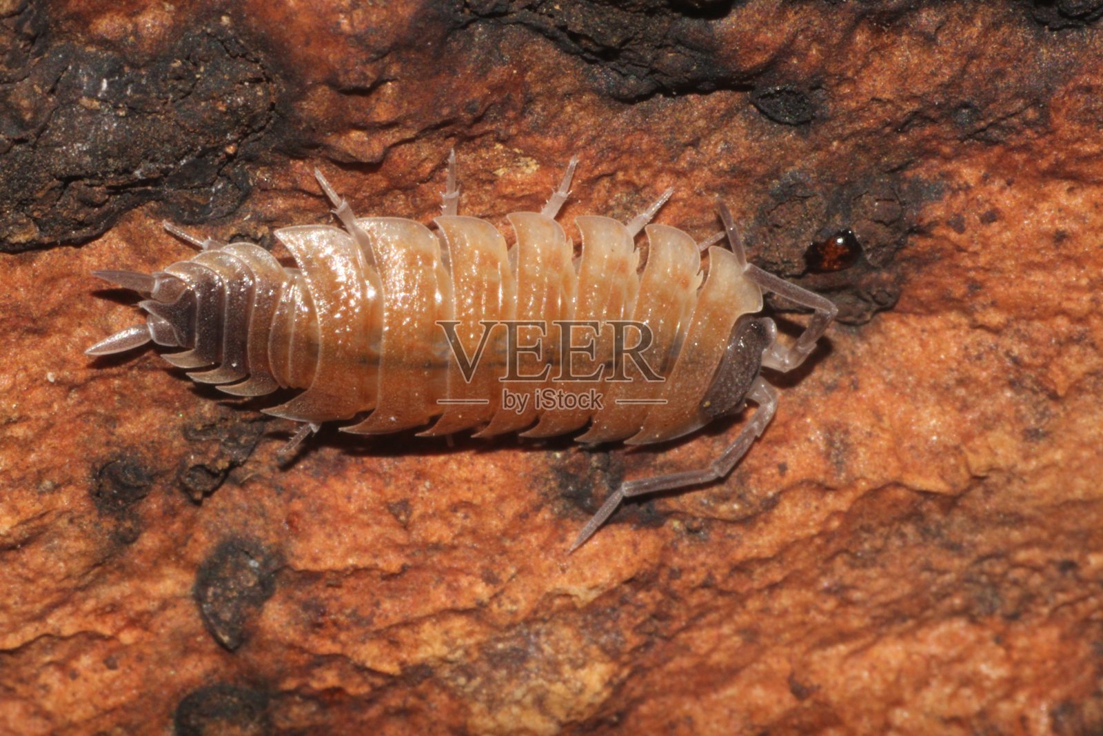 软木树皮下面的等足类照片摄影图片
