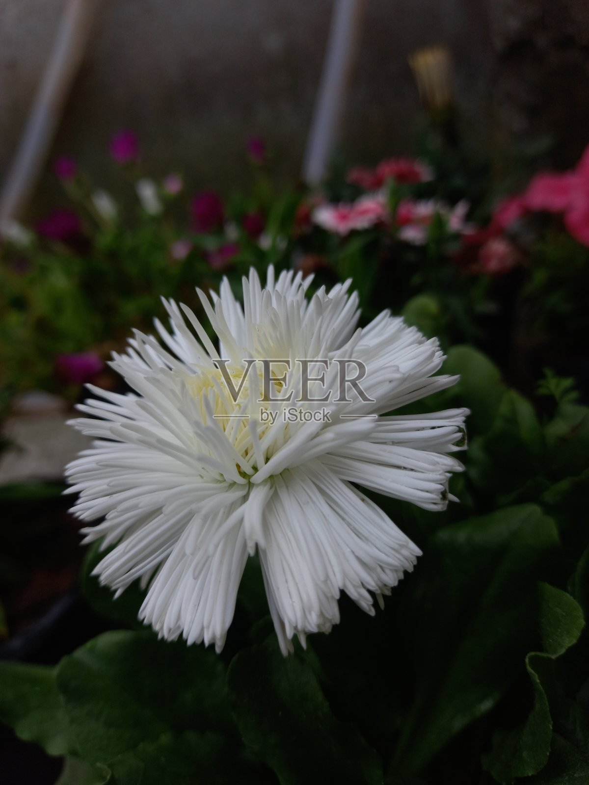 春天里美丽的白花照片摄影图片