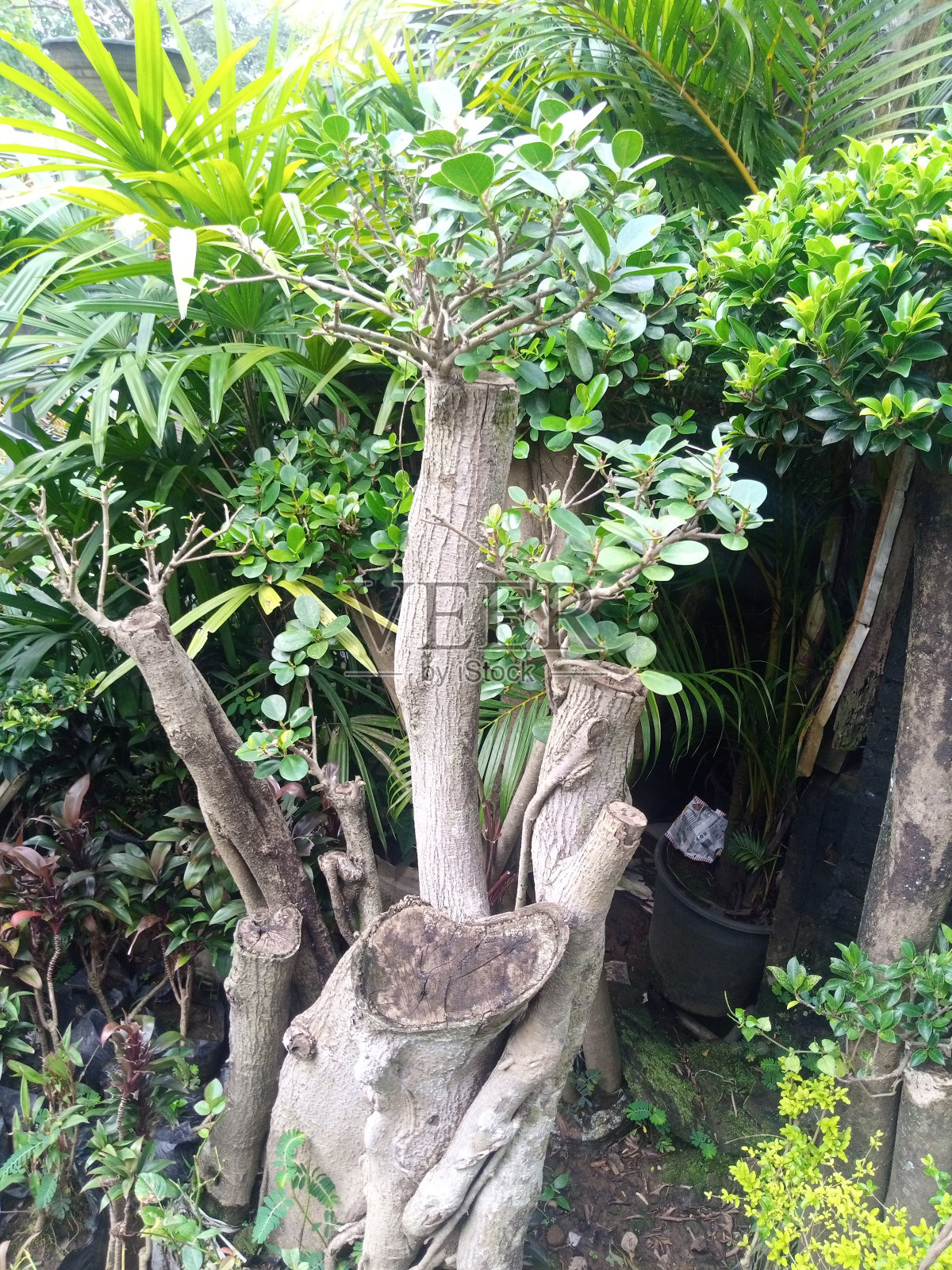 盆景照片摄影图片