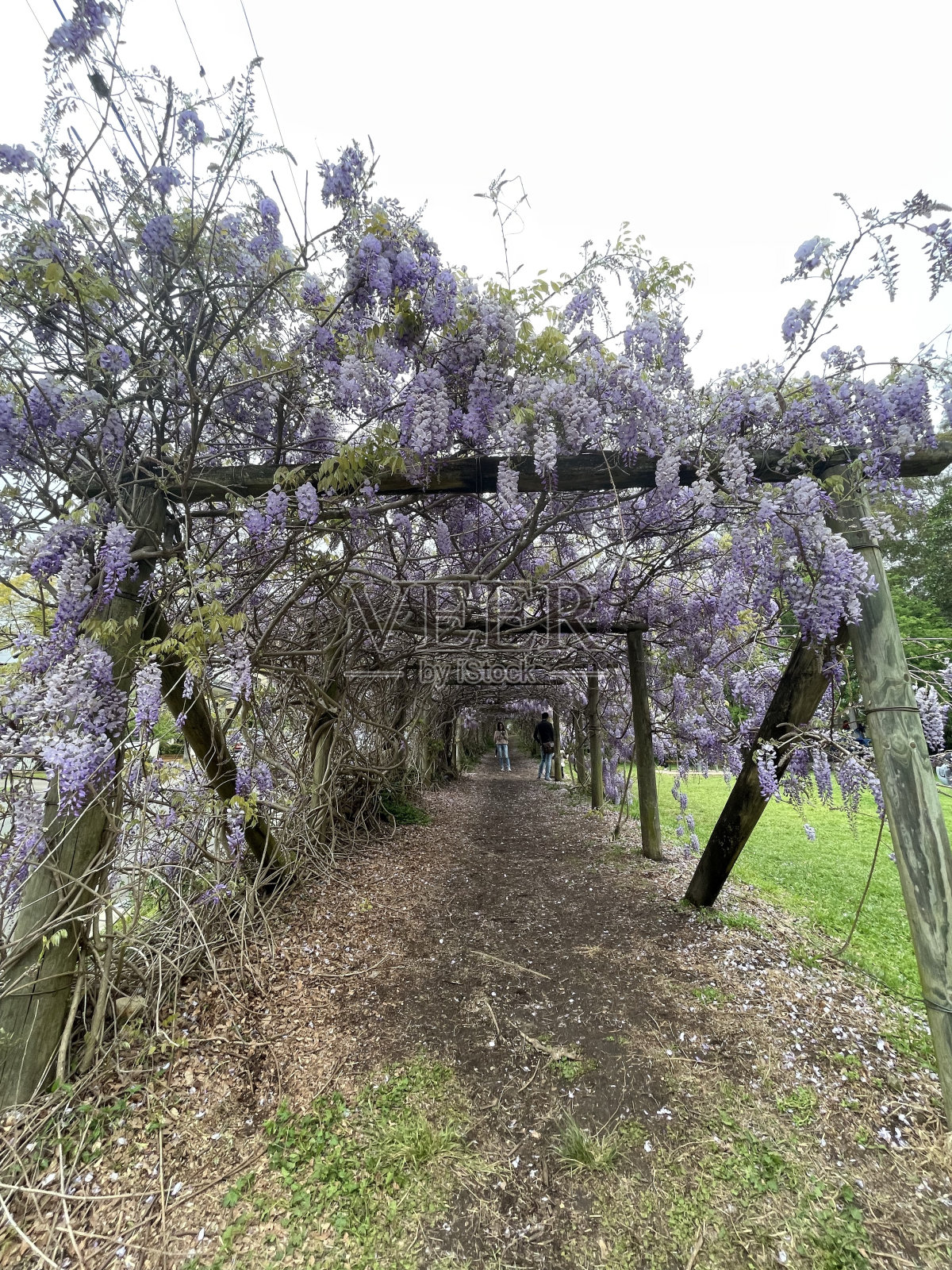 鲜花隧道照片摄影图片