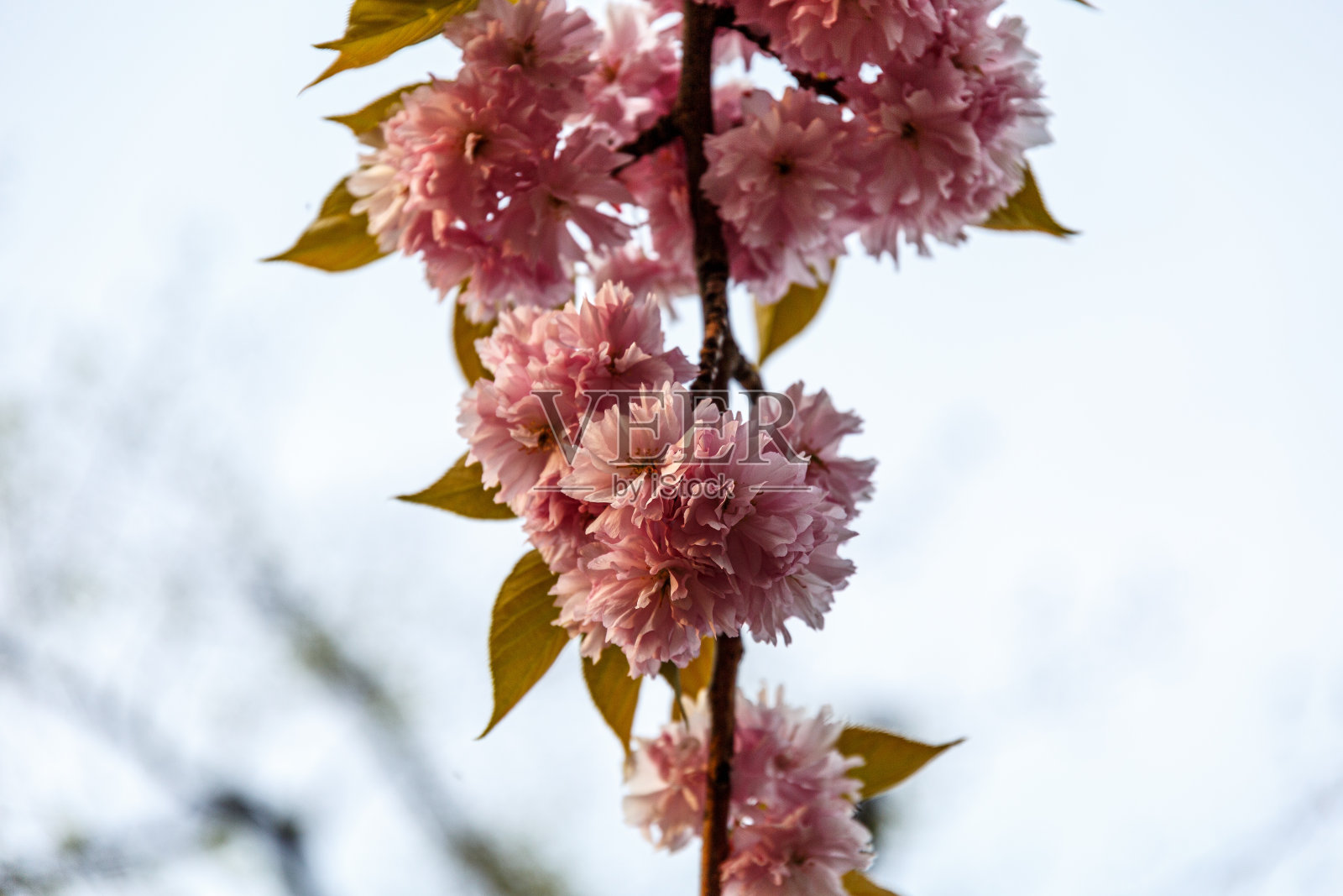 春天开花树的花瓣照片摄影图片