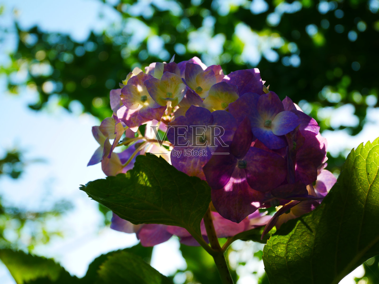 绣球花,2022年6月,日本岐阜县照片摄影图片