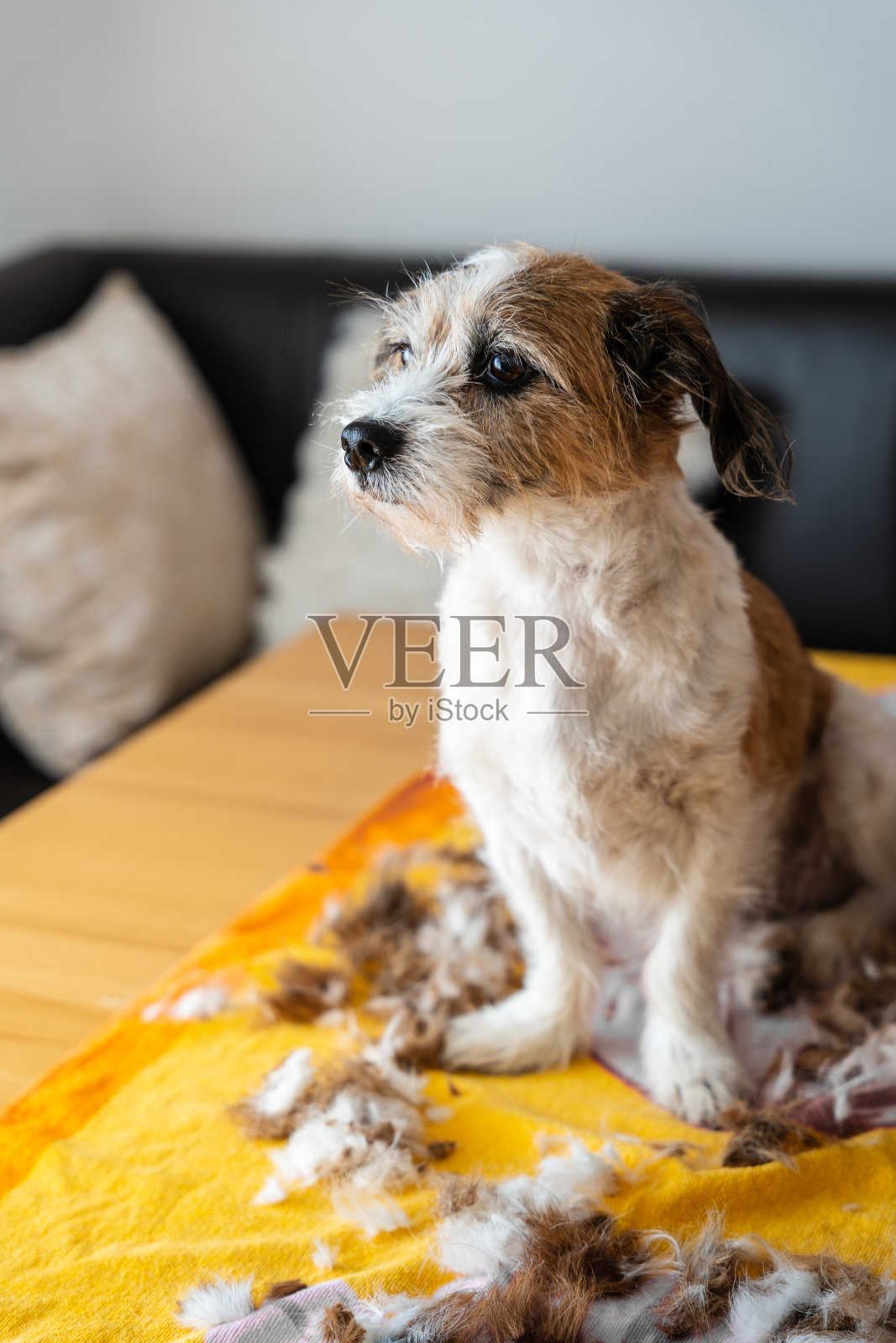 一只狗在狗美容师的家里照片摄影图片