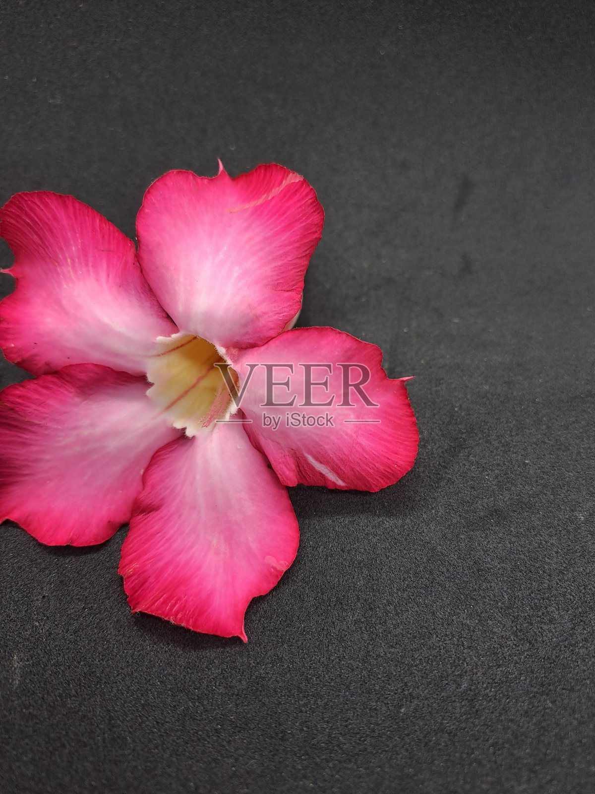 美丽的热带花粉红色腺菊在黑色背景照片摄影图片